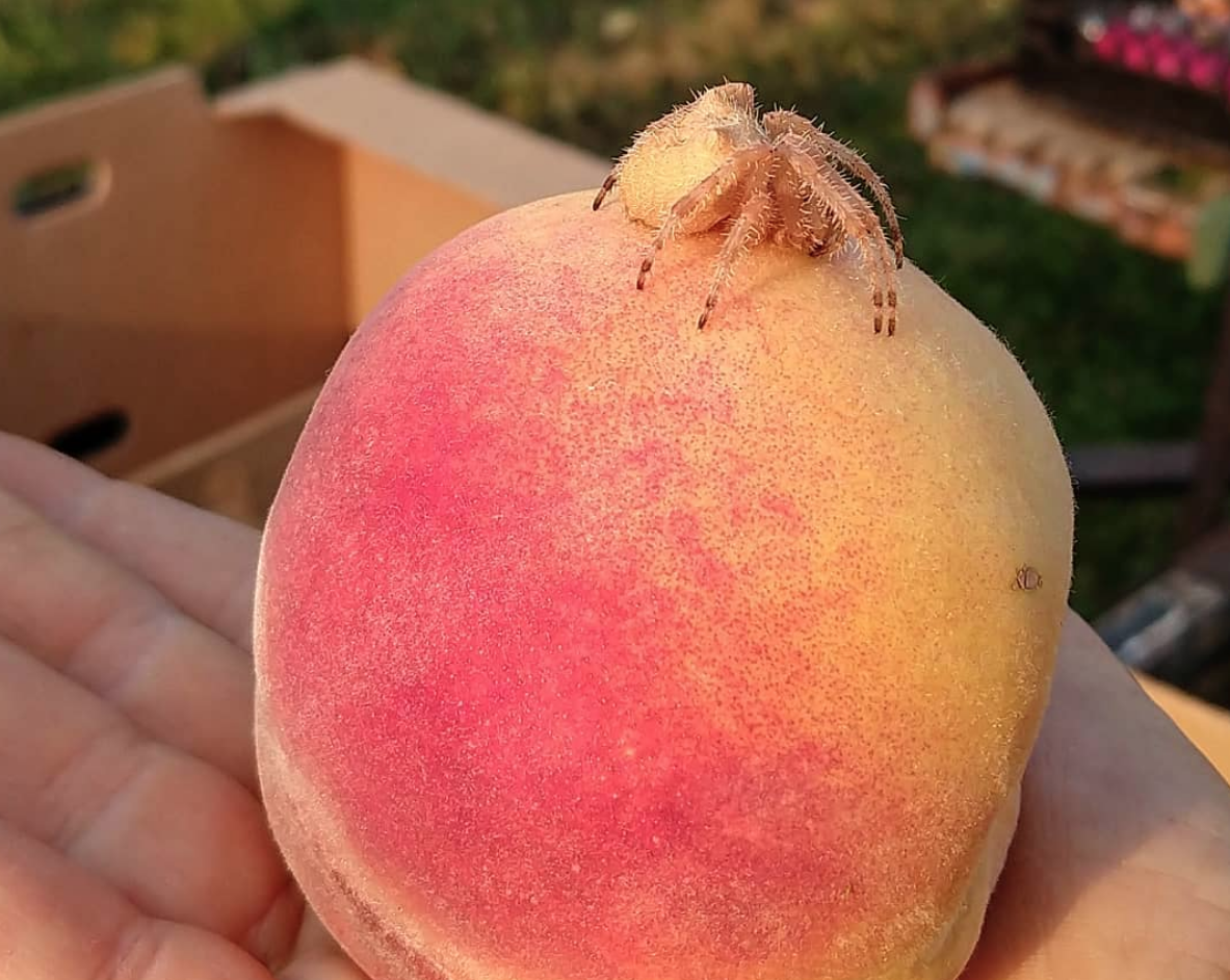 The Beautiful & True Project