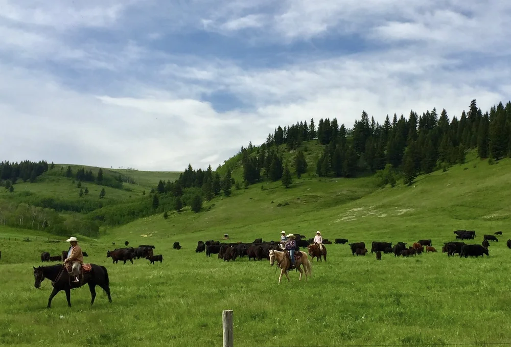 Burke Creek Ranch Grass Fed Beef Buy Local Ethically Raised