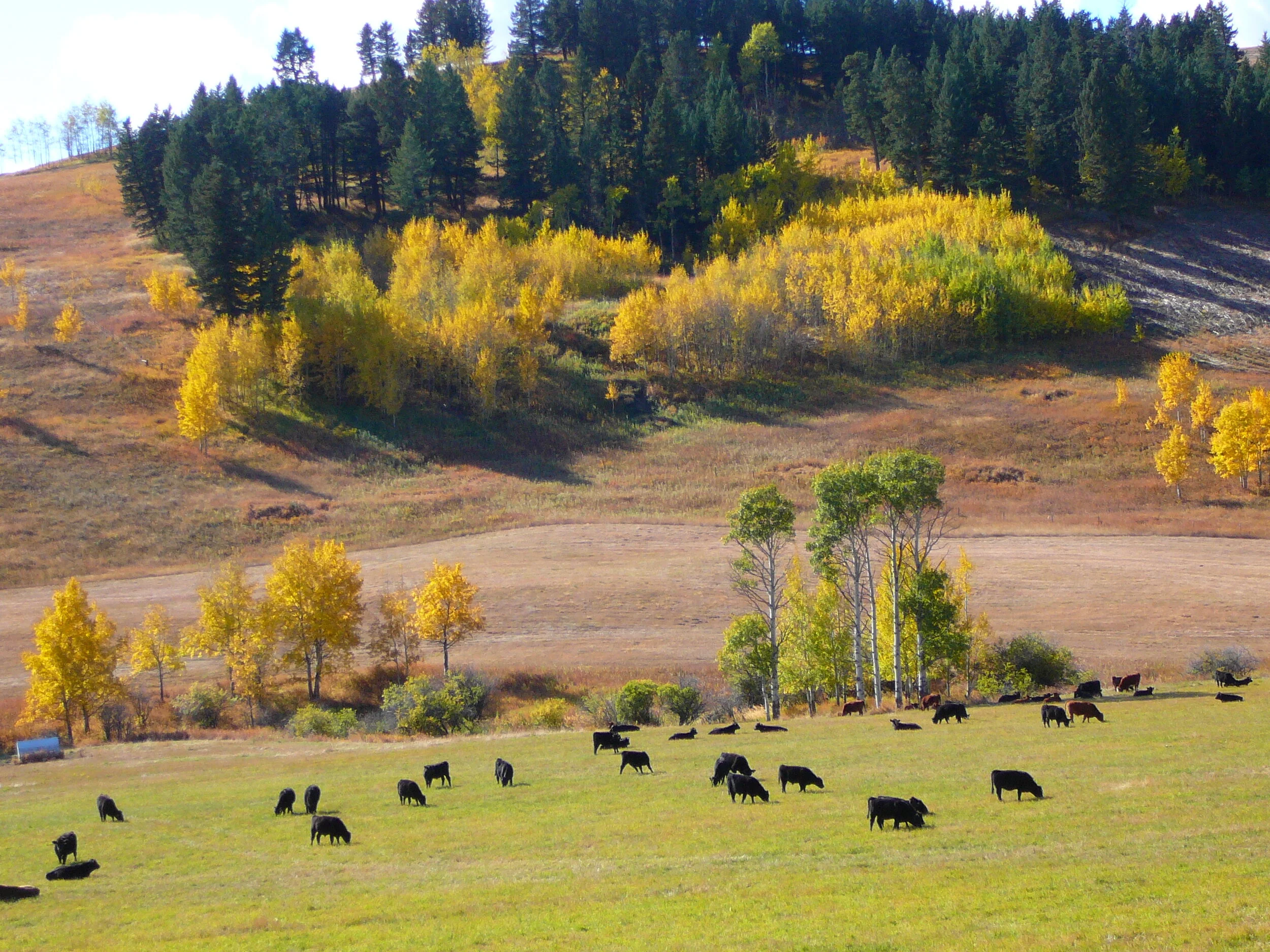 Grass fed & finished Alberta beef — Burke Creek Ranch Grass Fed Beef