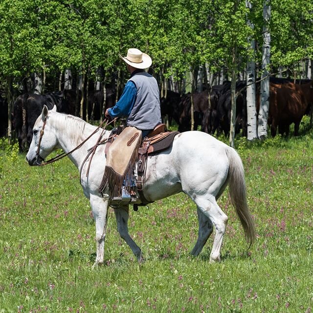 With no hormones or mass antibiotics, our clean natural grass fed and finished beef is nutrient dense. Our next order of ground beef will be ready next week! Delivery is available in Calgary and Claresholm (and no, delivery is not made by horse 😉)
&