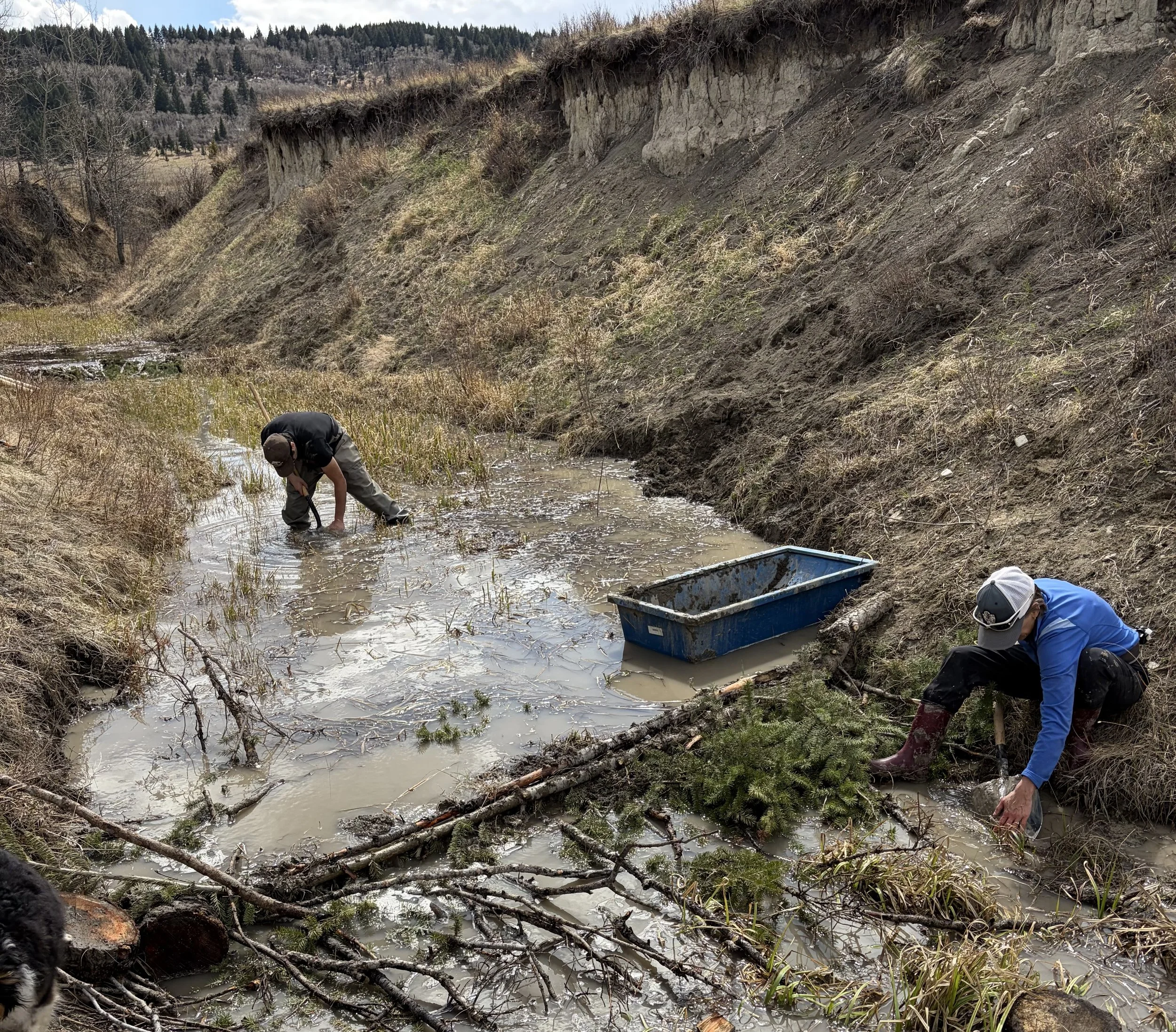 Restoring Natural Flow at Burke Creek Ranch