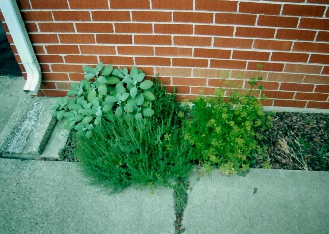 Parsley, sage, and thyme