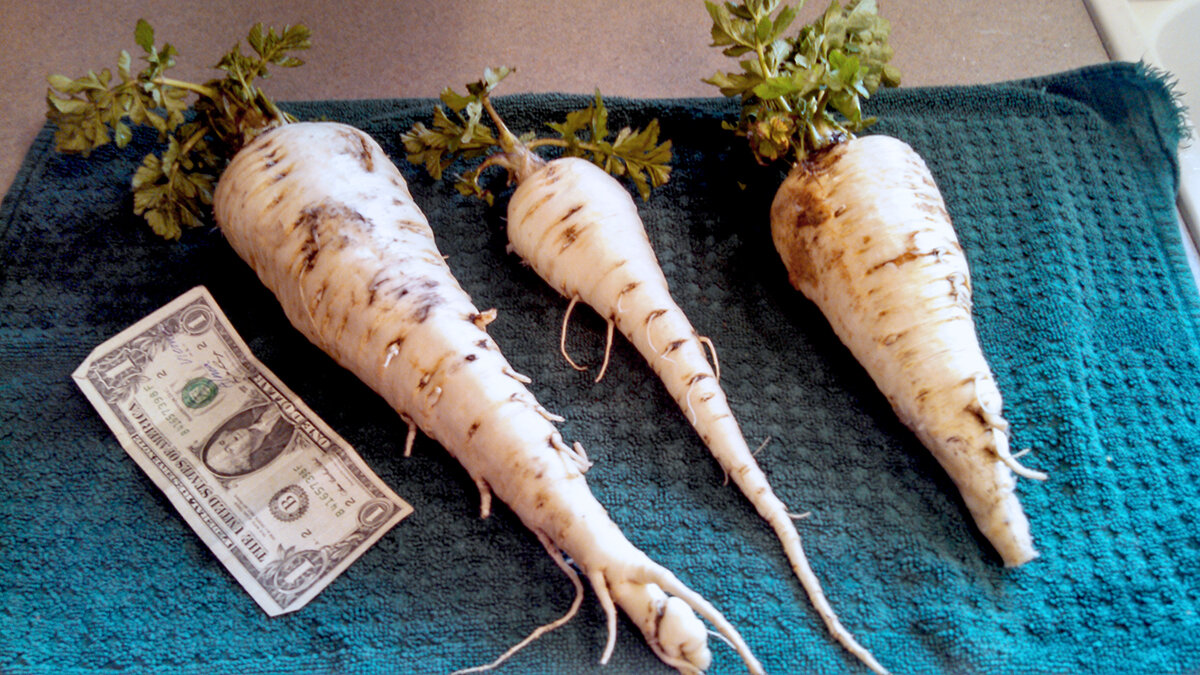 Destined for sugared roasting