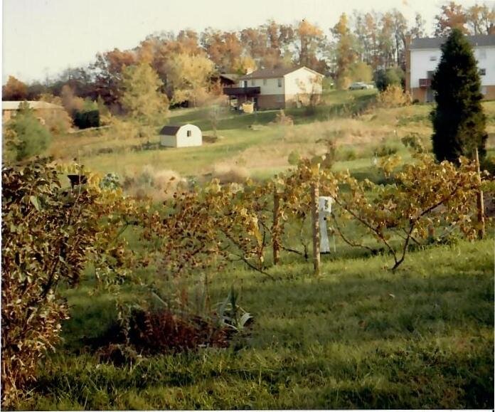 Grapevines