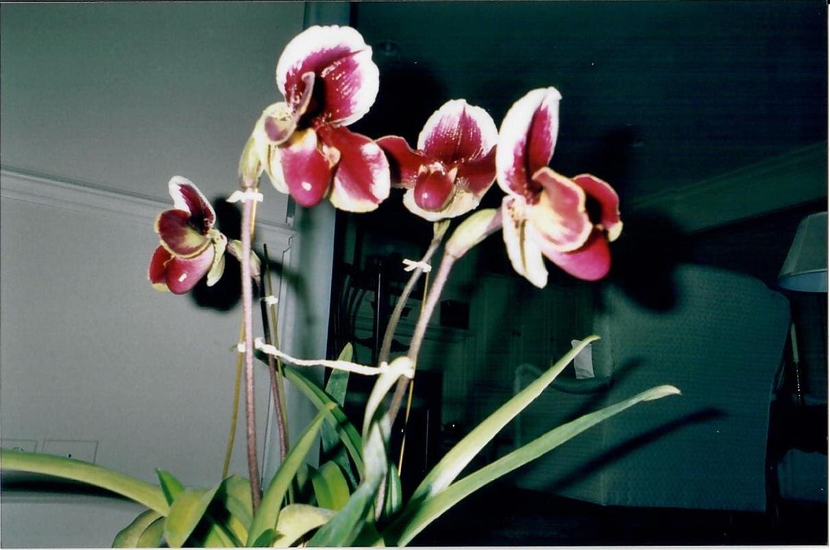 The product of plant sex!