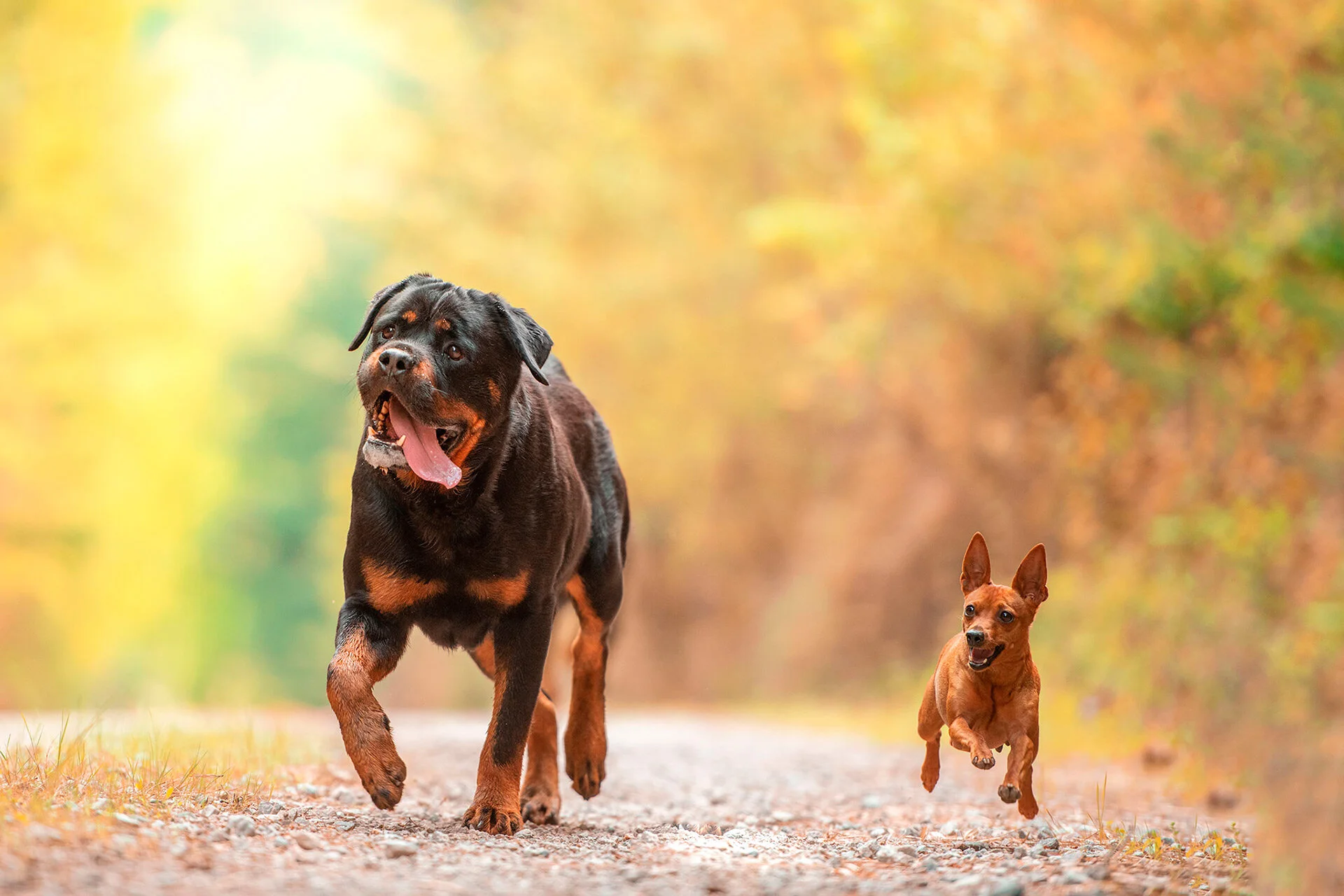 Fotos mascotas perros