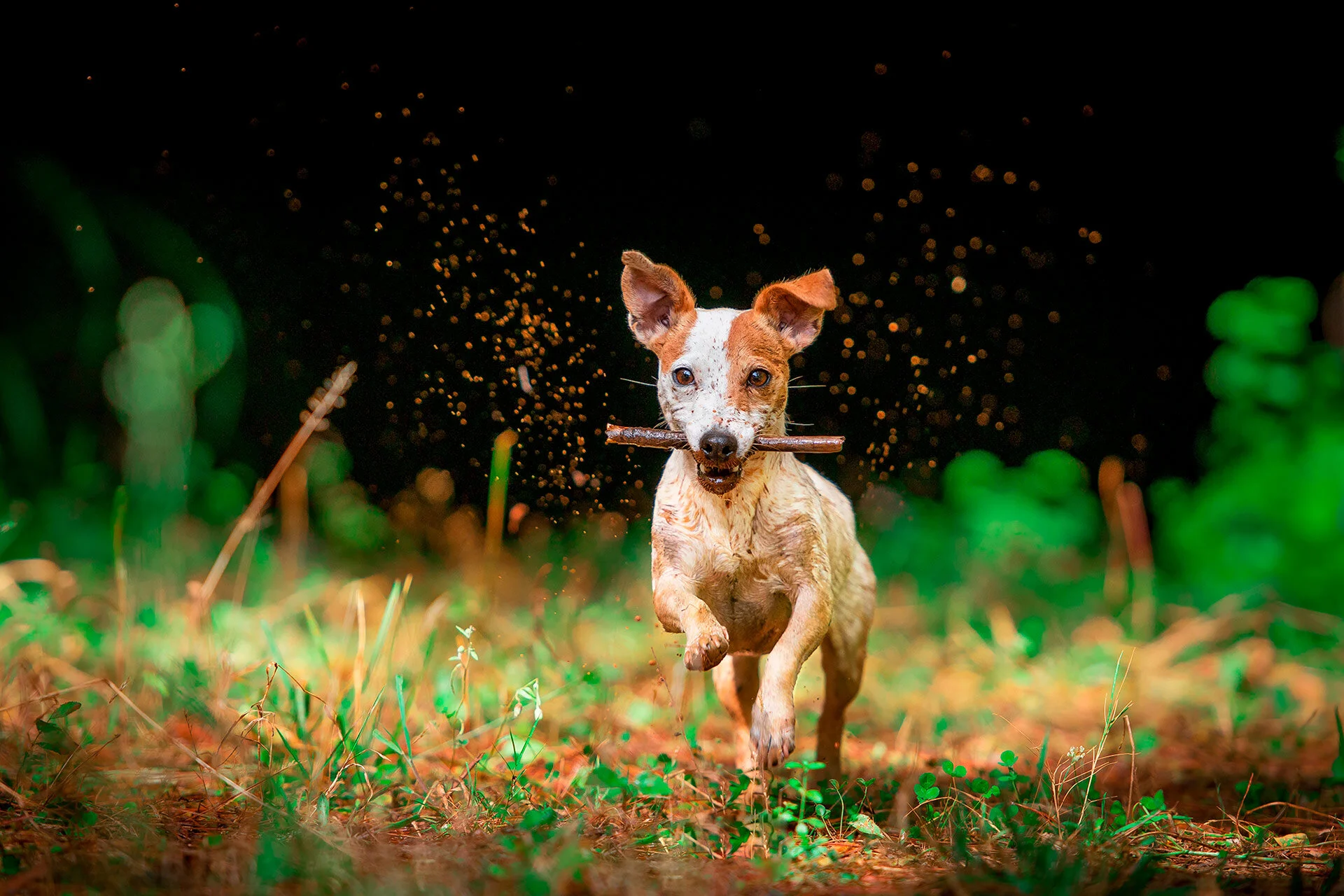 fotos artísticas de mascotas