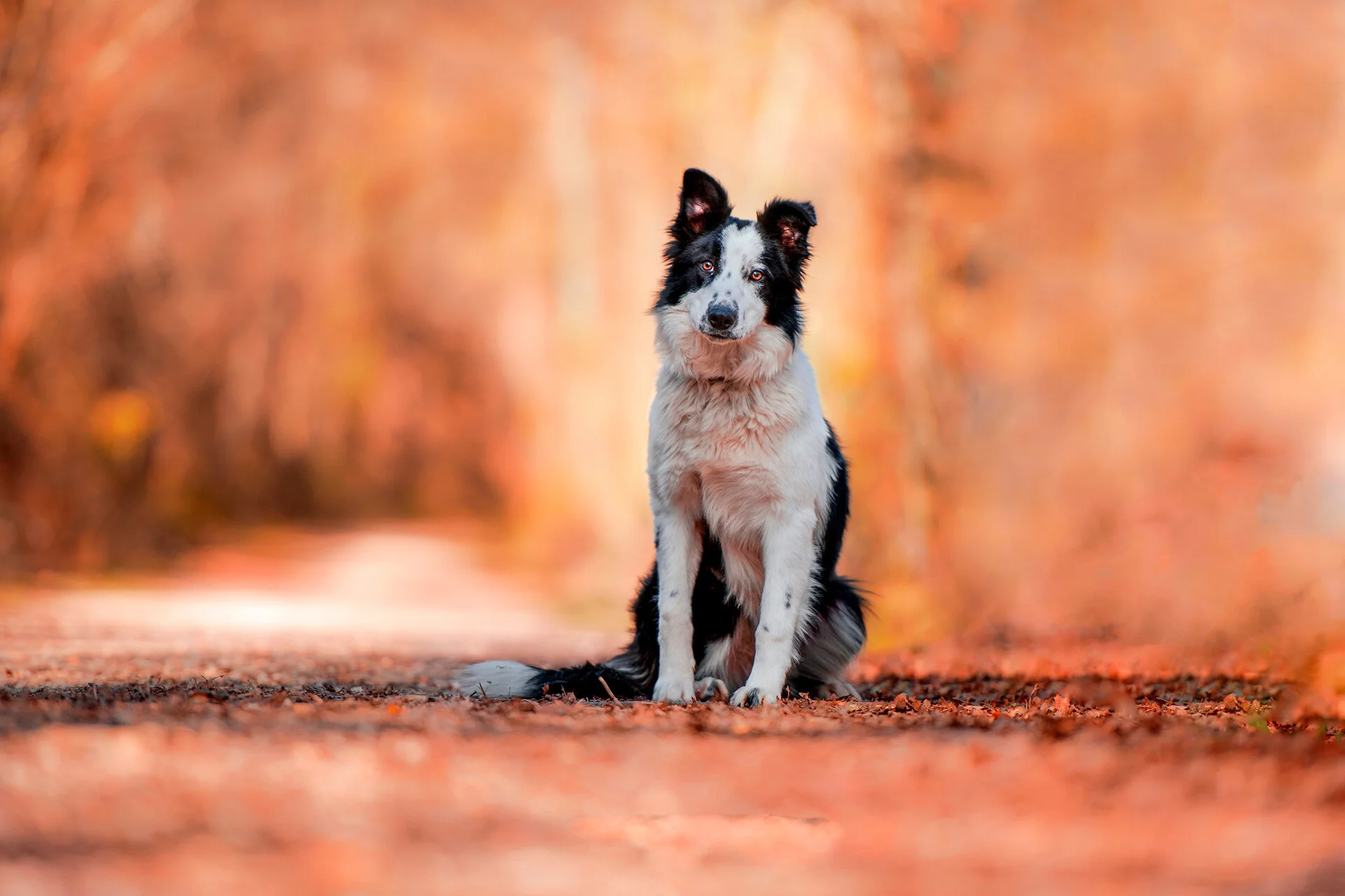 Sesión de fotos con perros