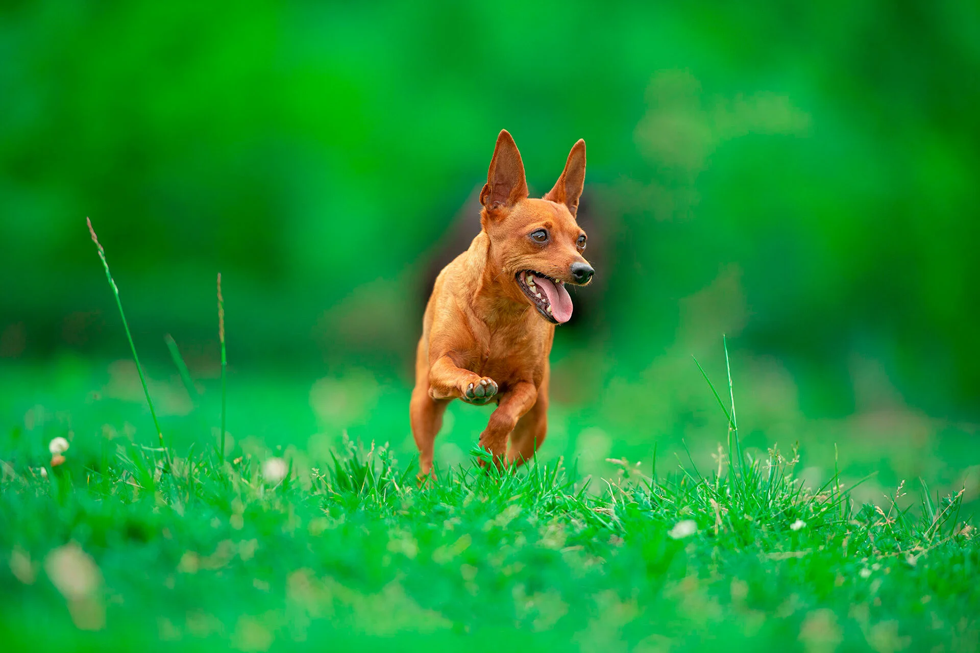 Fotografo de mascotas