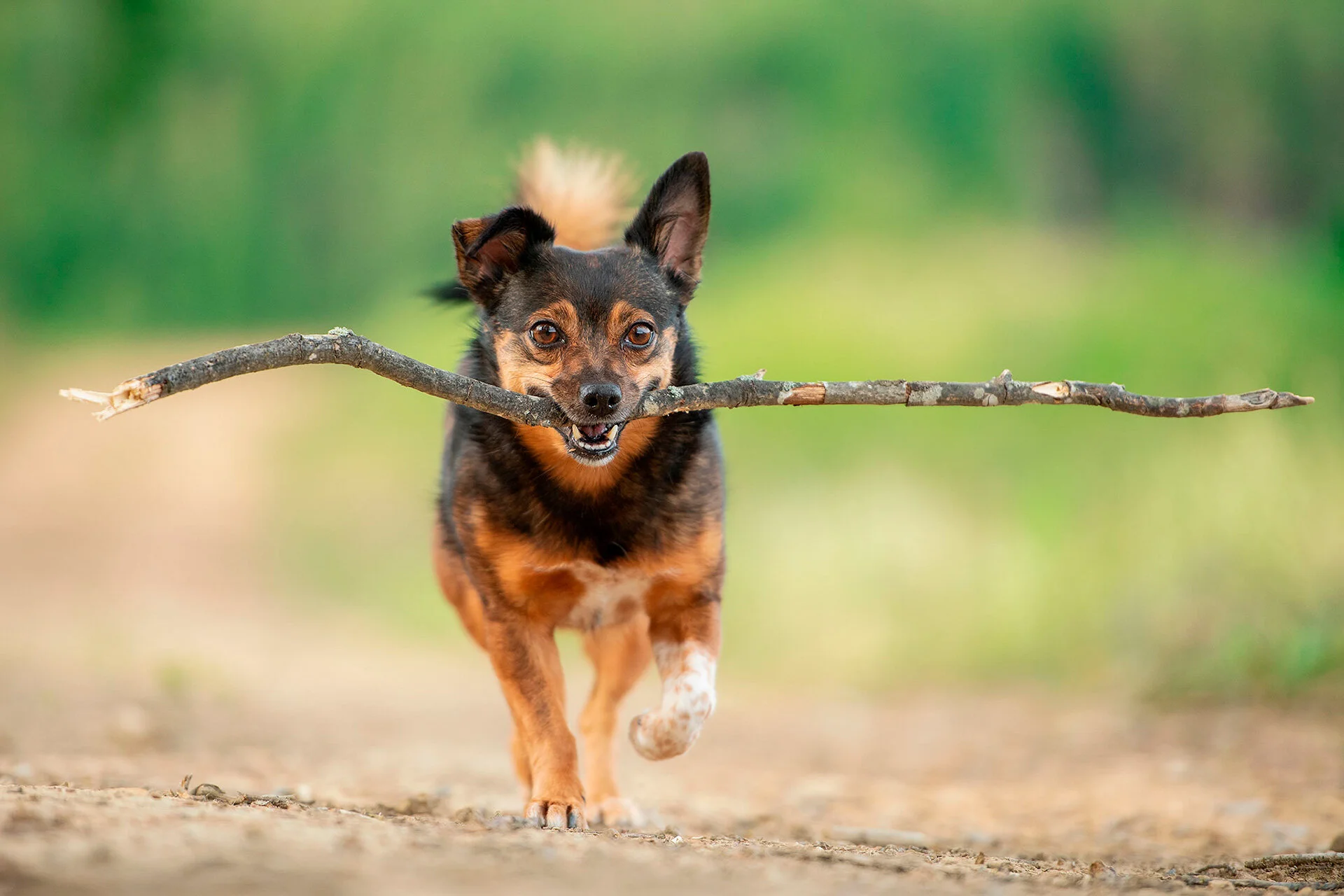 fotografo de perros vitoria