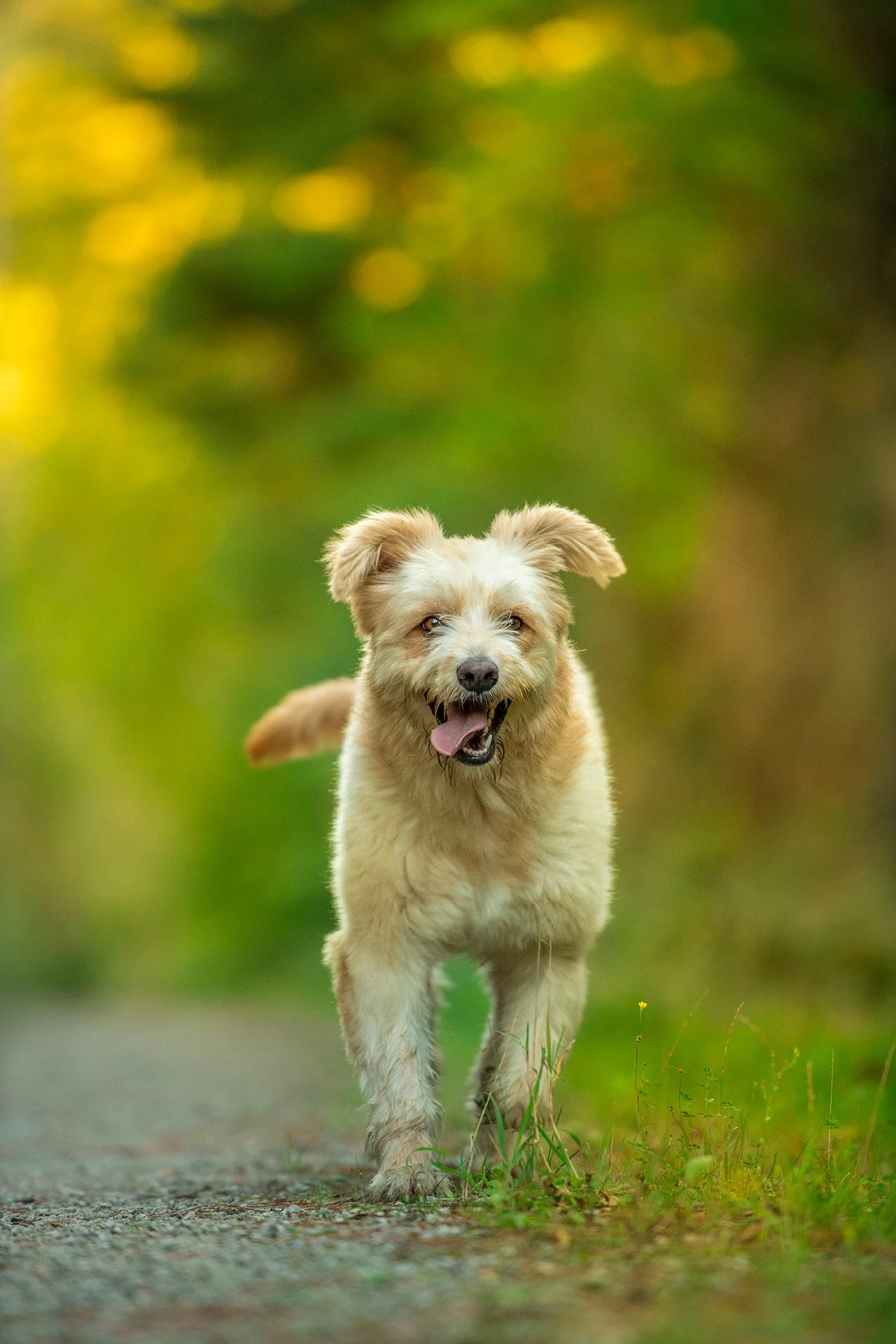fotografo de perros bilbao