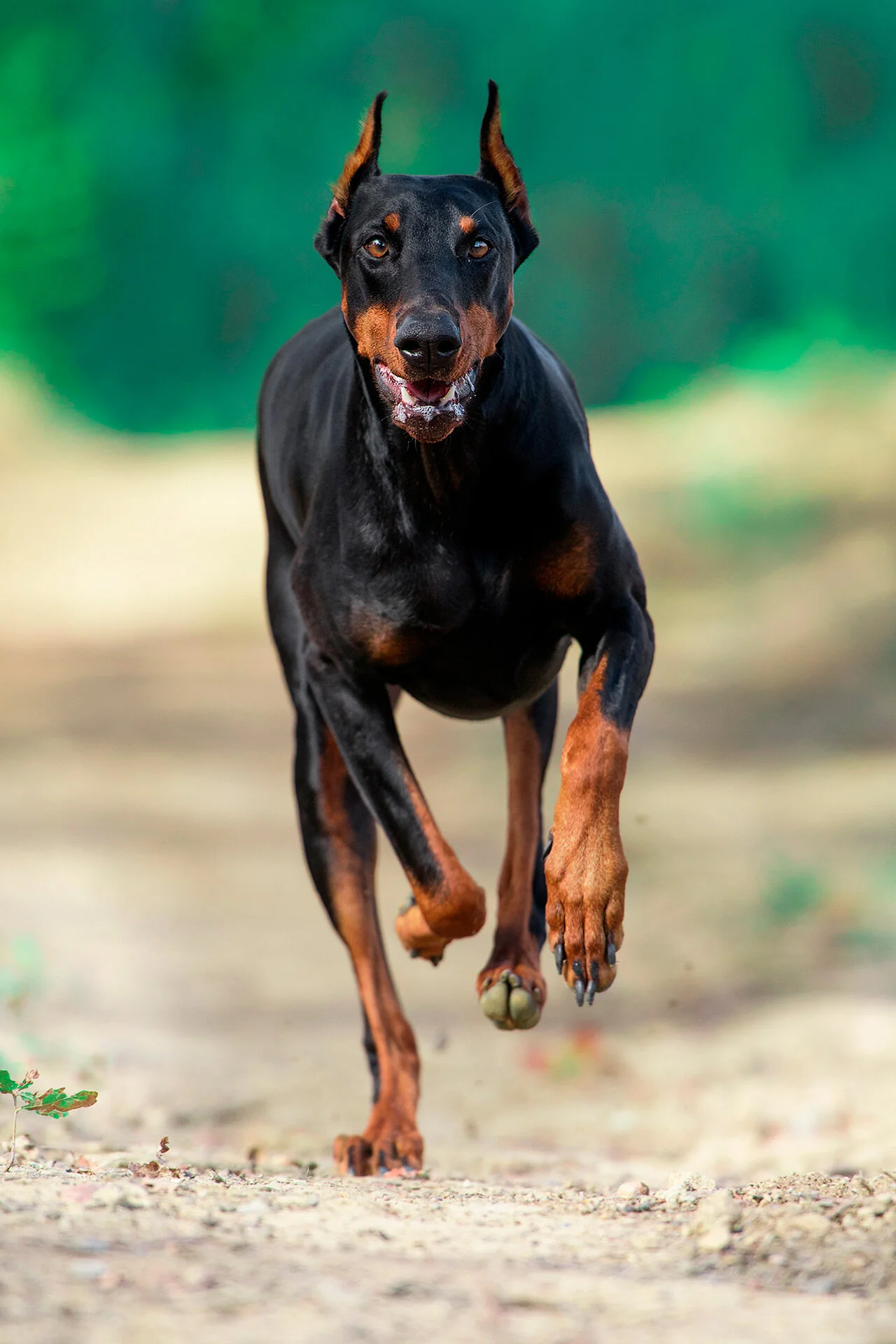 fotografo de doberman