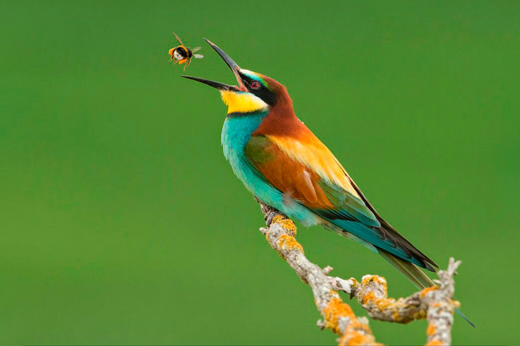 Fotografías de animales