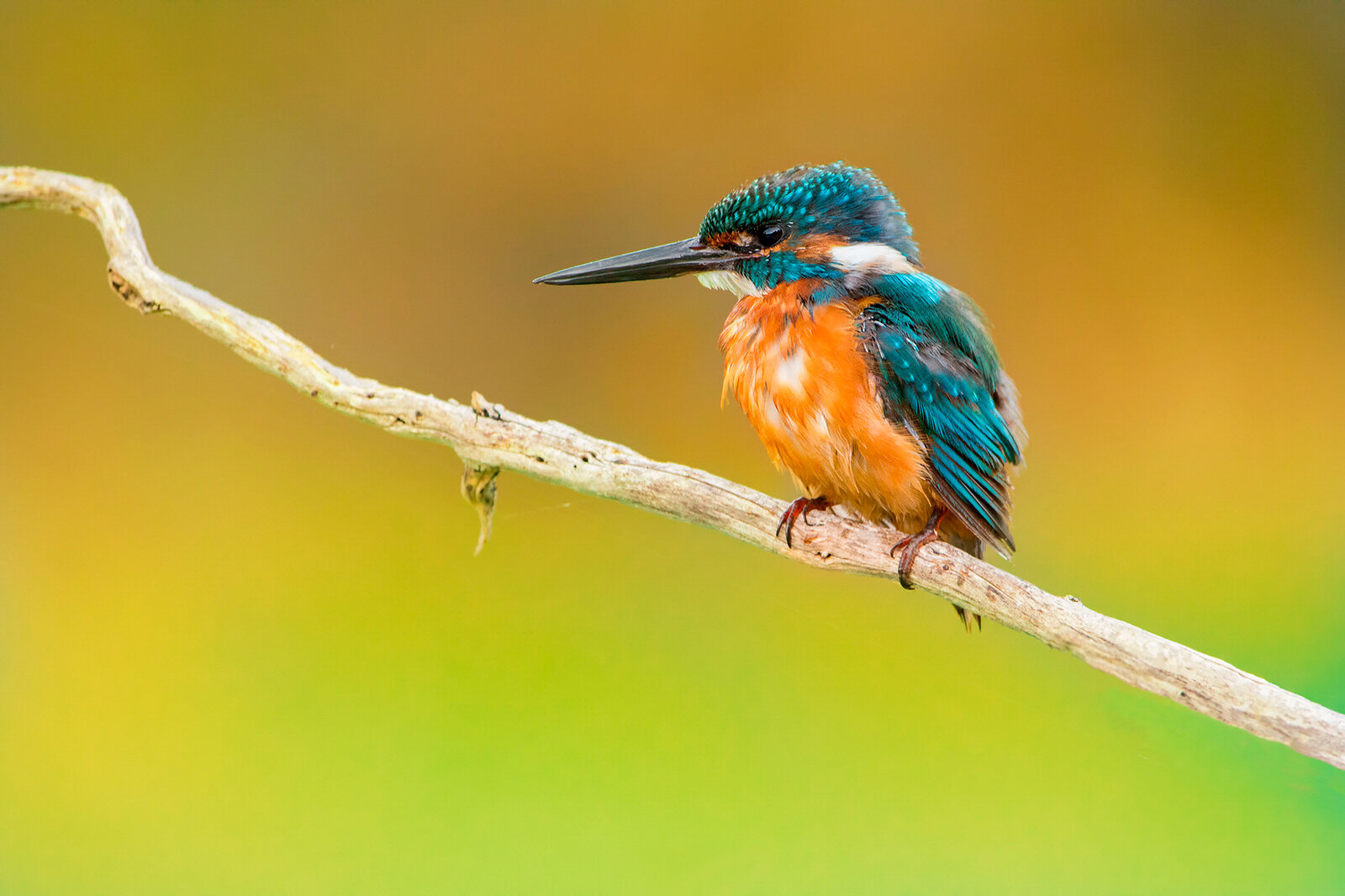 Reportajes fotográficos fauna