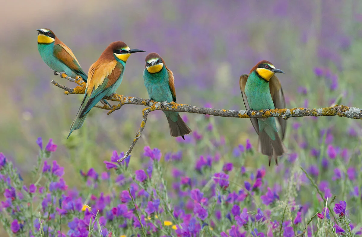Fotos de pájaros