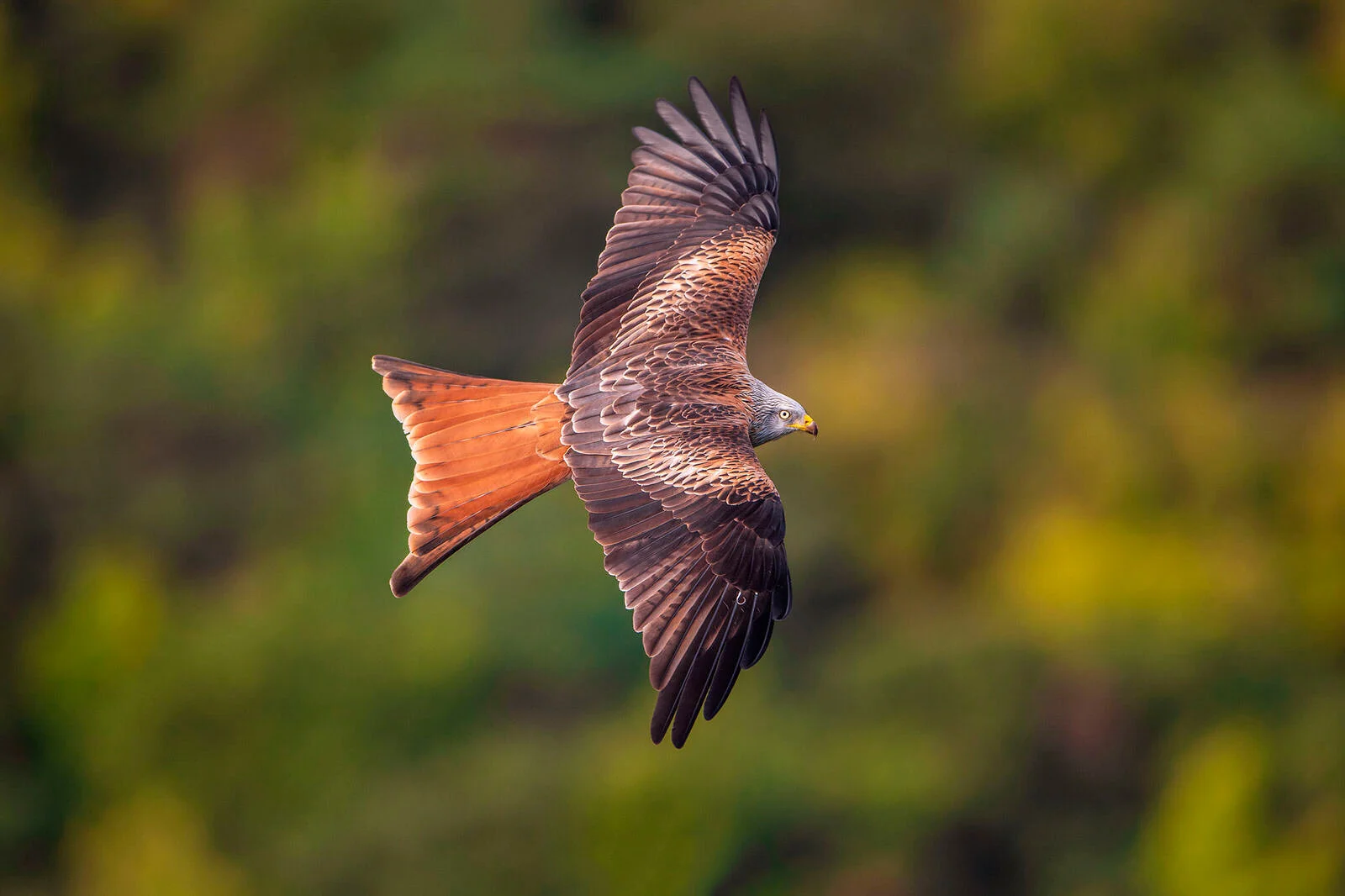 reportajes fauna silvestre