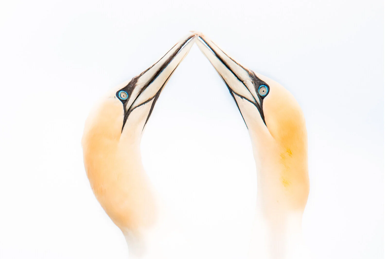 Fotografía artística de animales