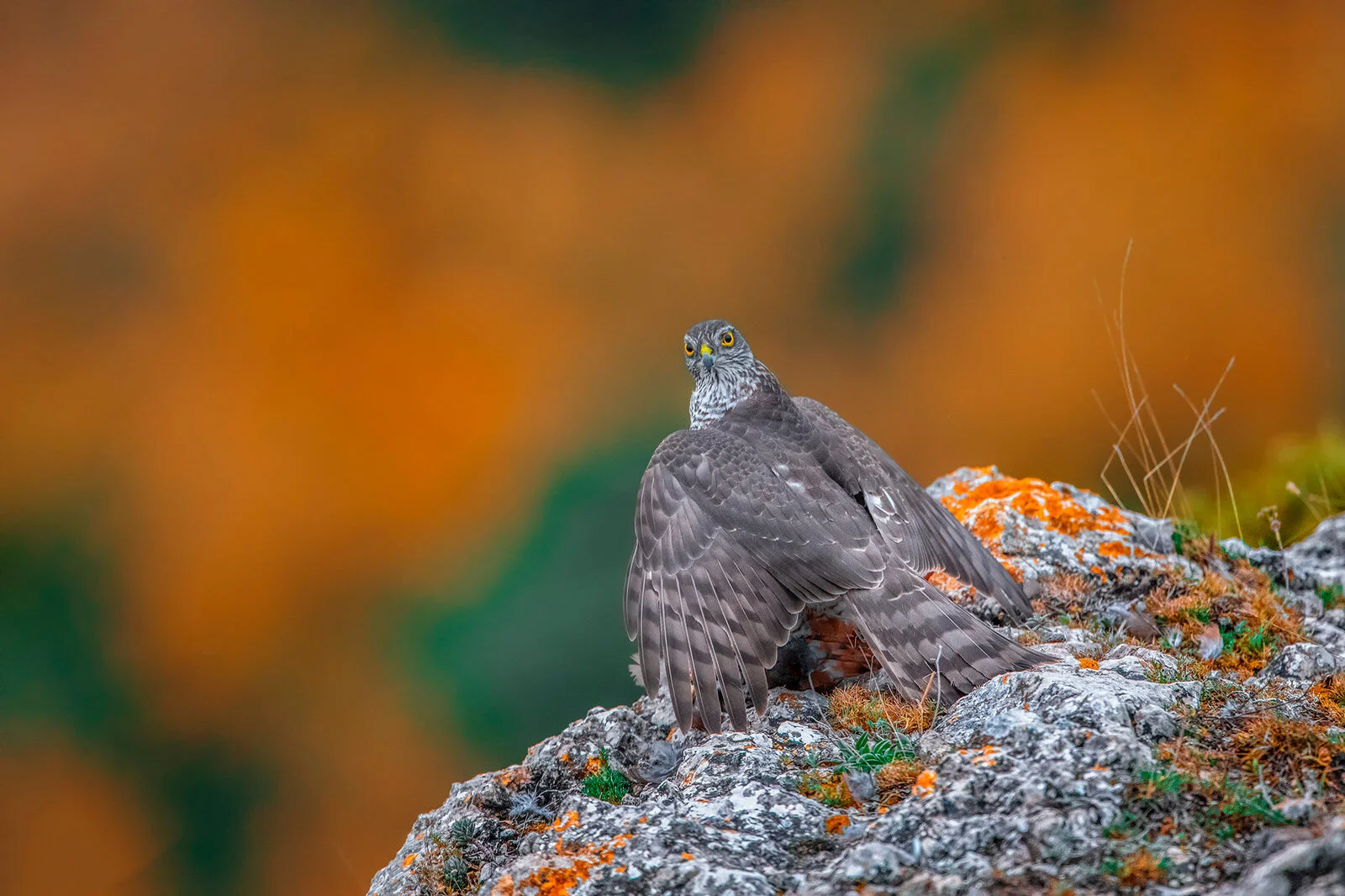 Fotografía fauna salvaje