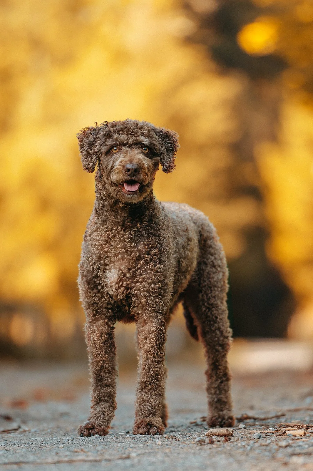 Fotografía artística de mascotas