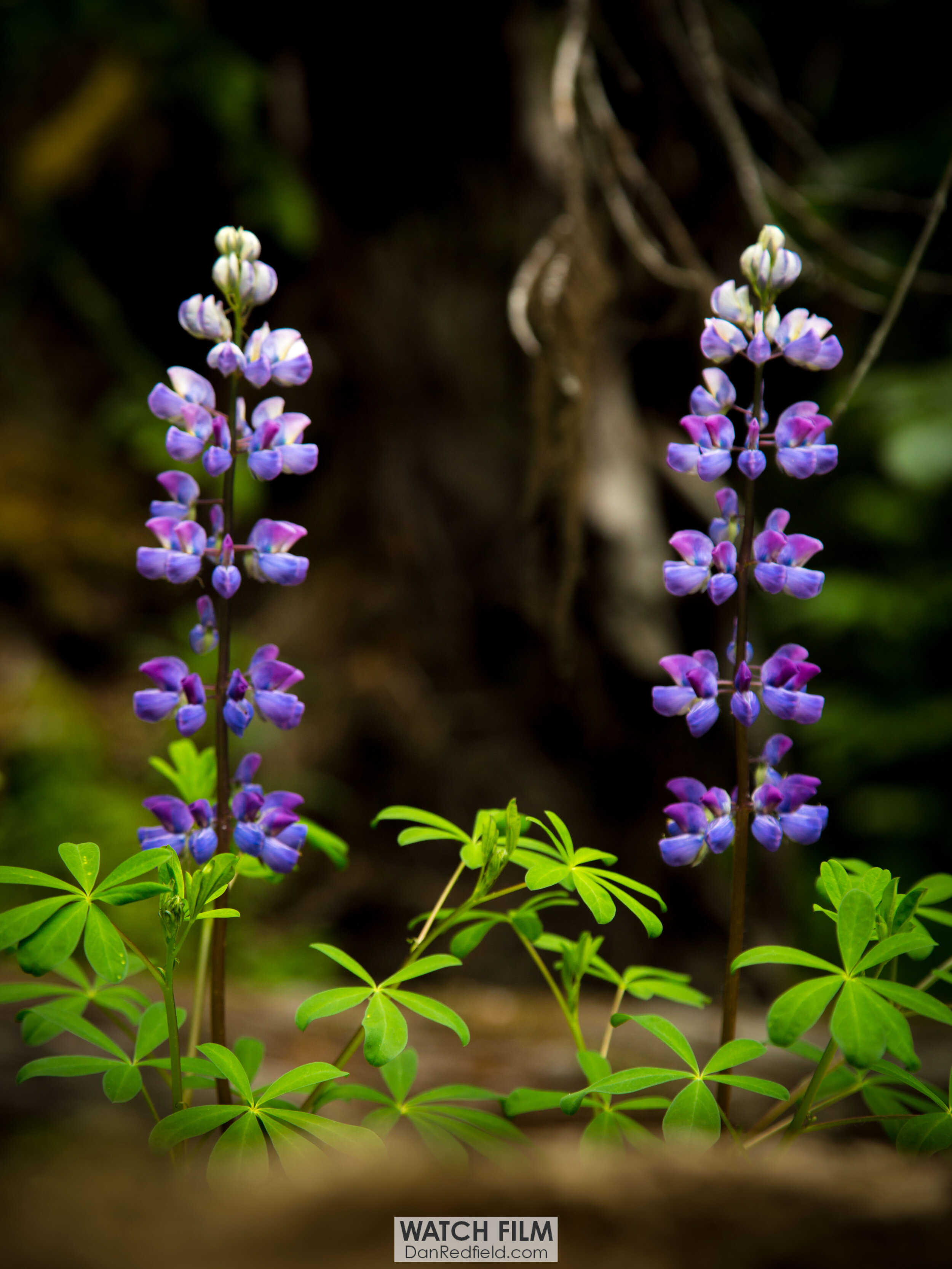 purple lupine in alaska 4.jpg