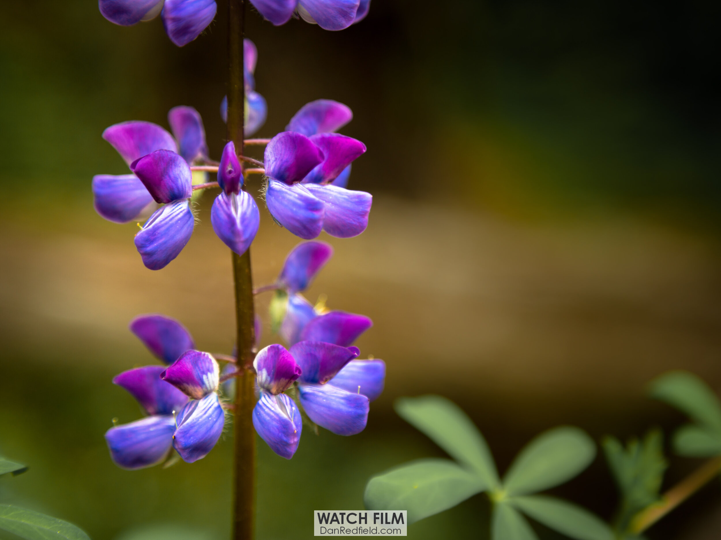 purple lupine in alaska 5.jpg
