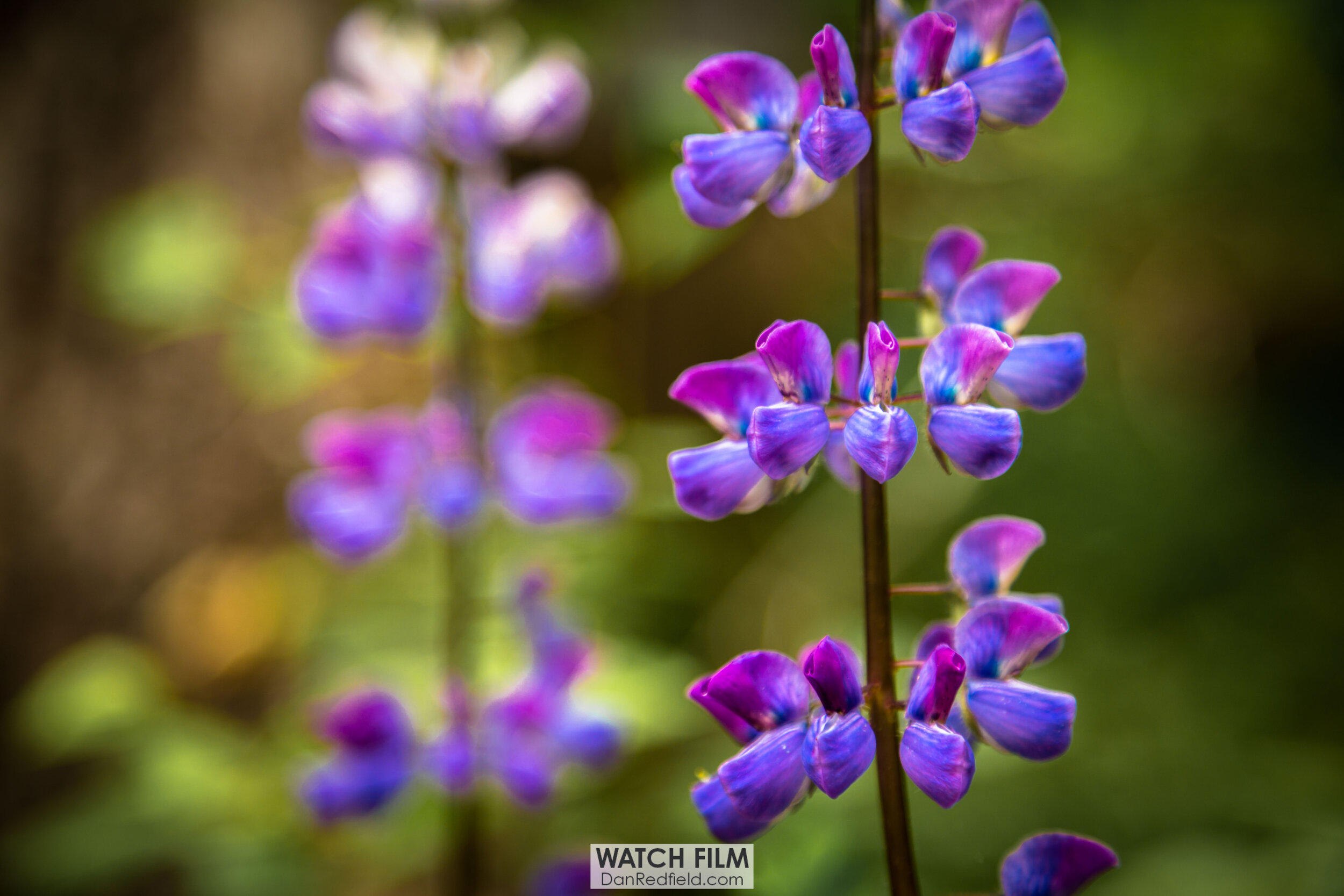 purple lupine in alaska 7.jpg