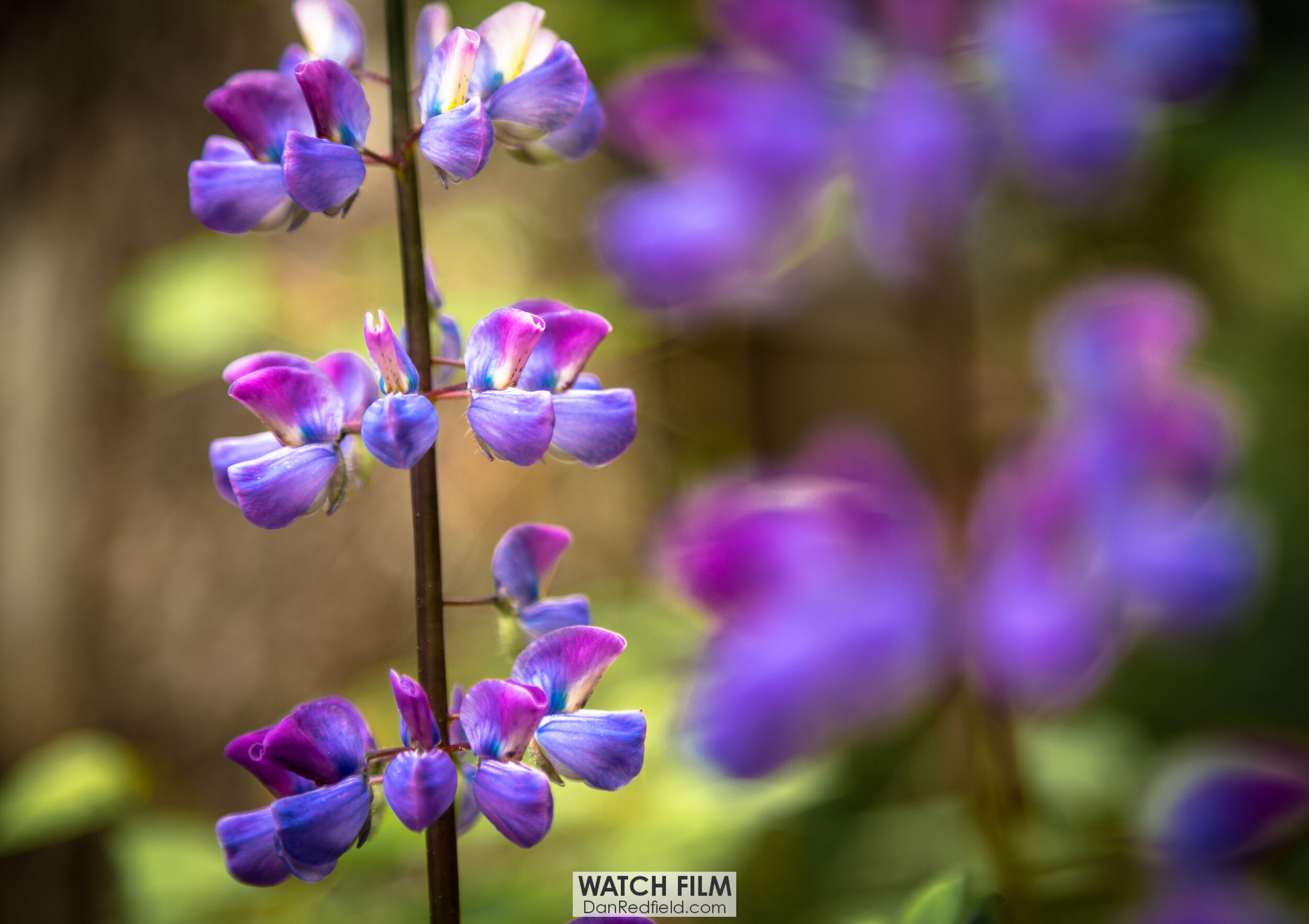 purple lupine in alaska 8.jpg