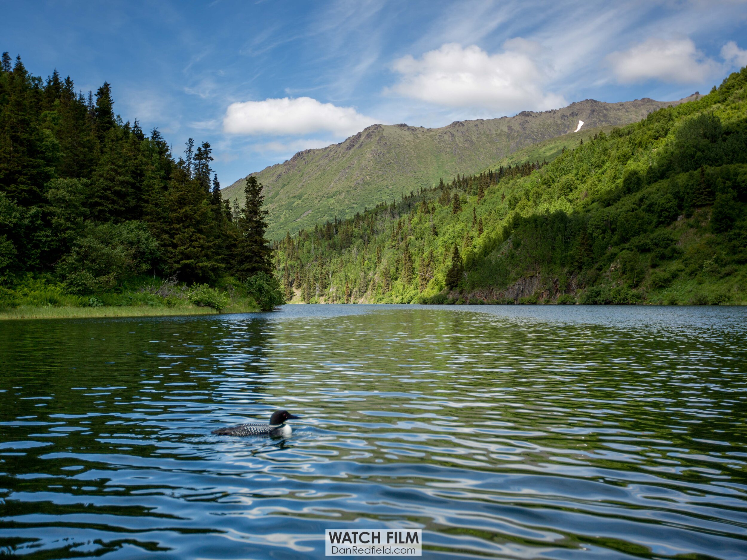 swan lake resurrection trail loon 1.jpg