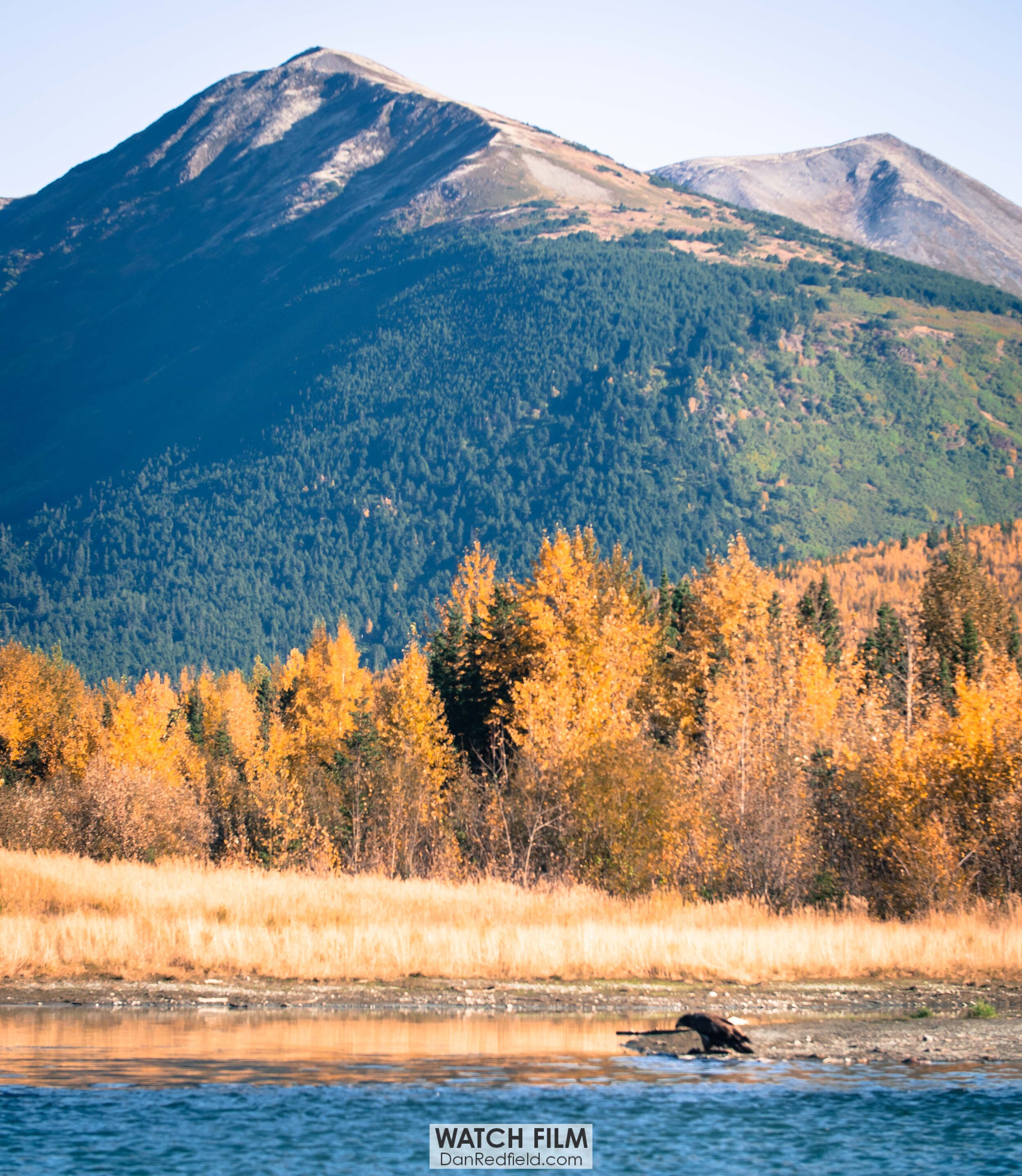 eagle on kenai river.jpg