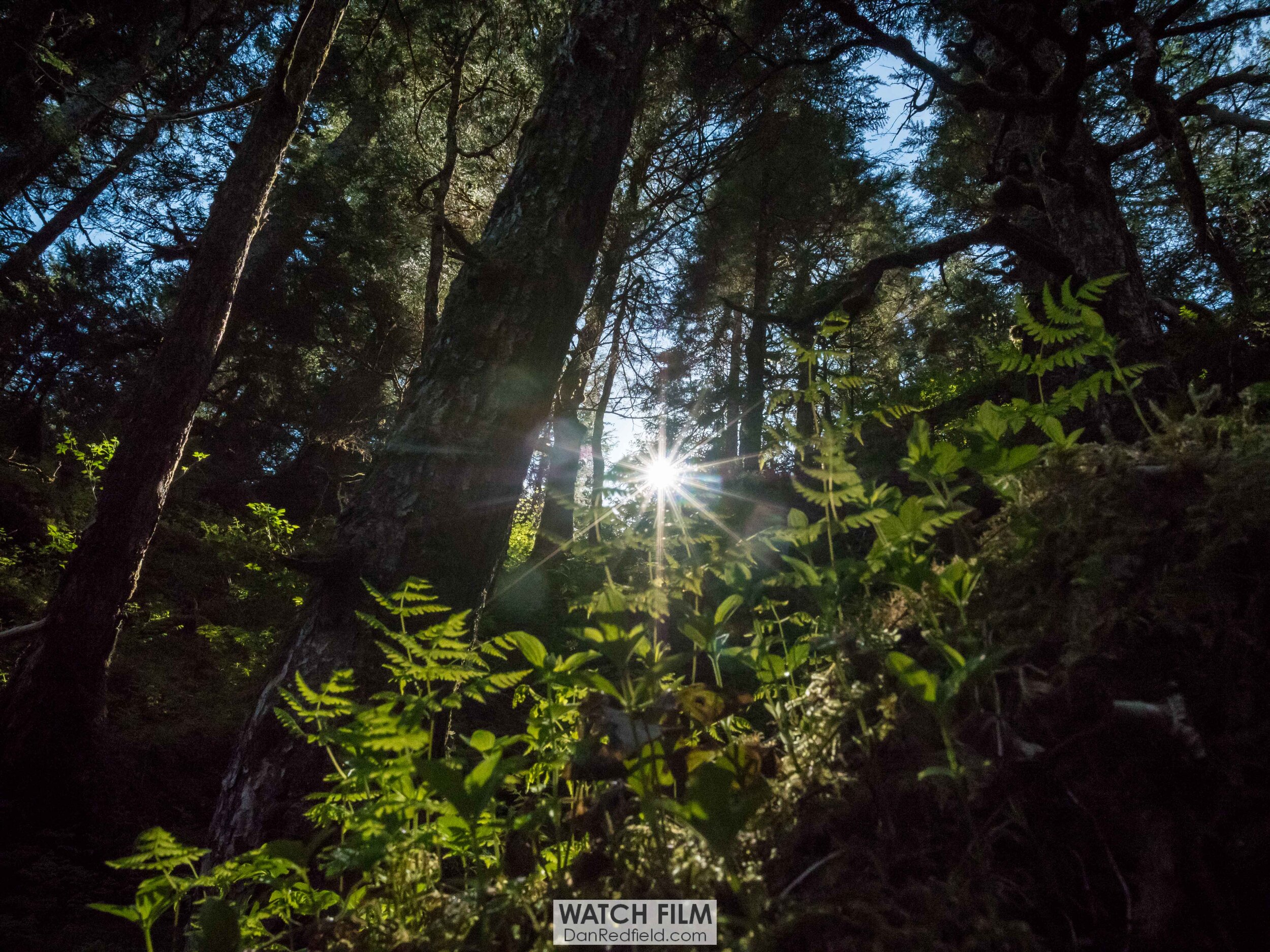 sun peaking through trees alaska.jpg
