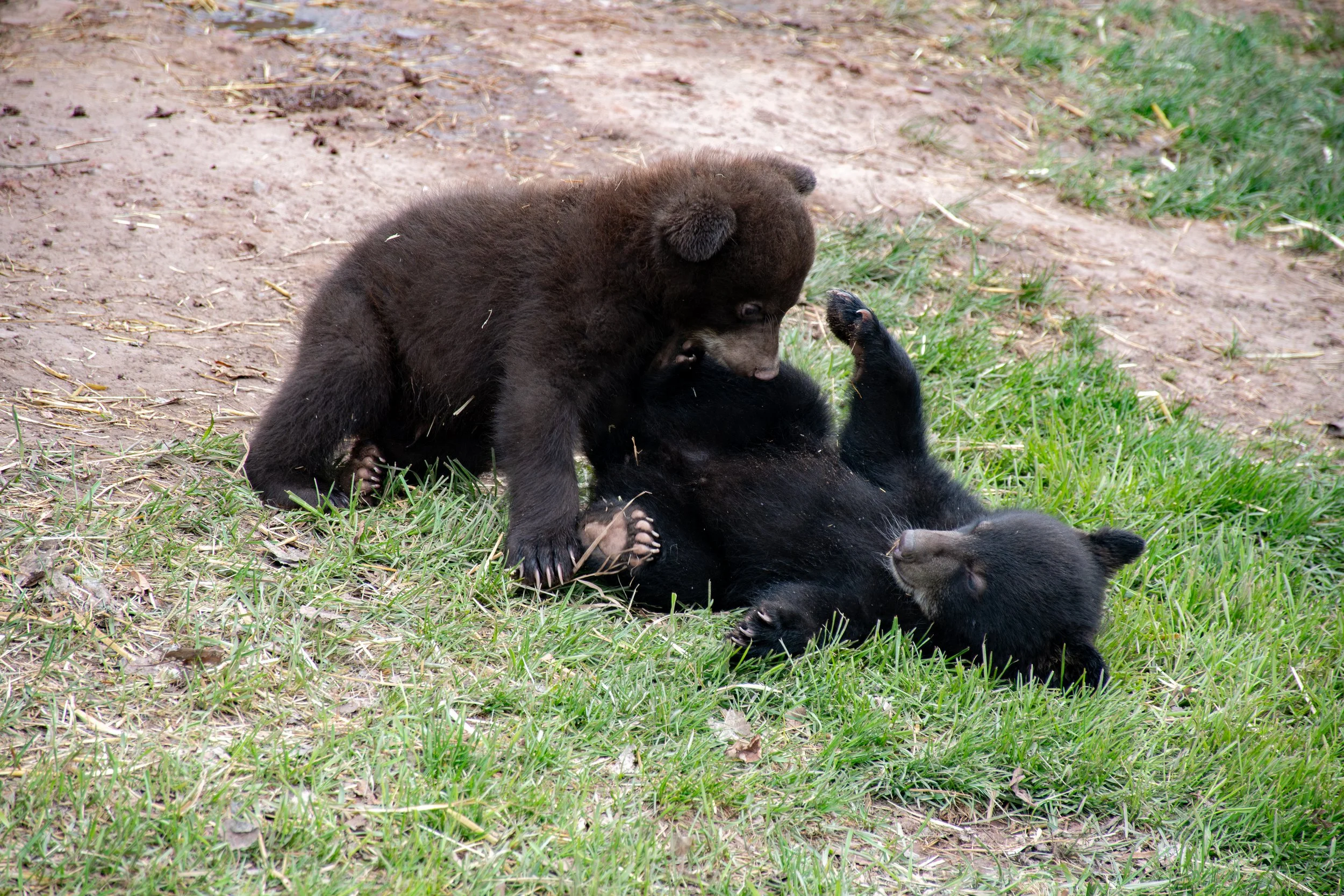 DSC_4163-Enhanced-NR_edit.jpg