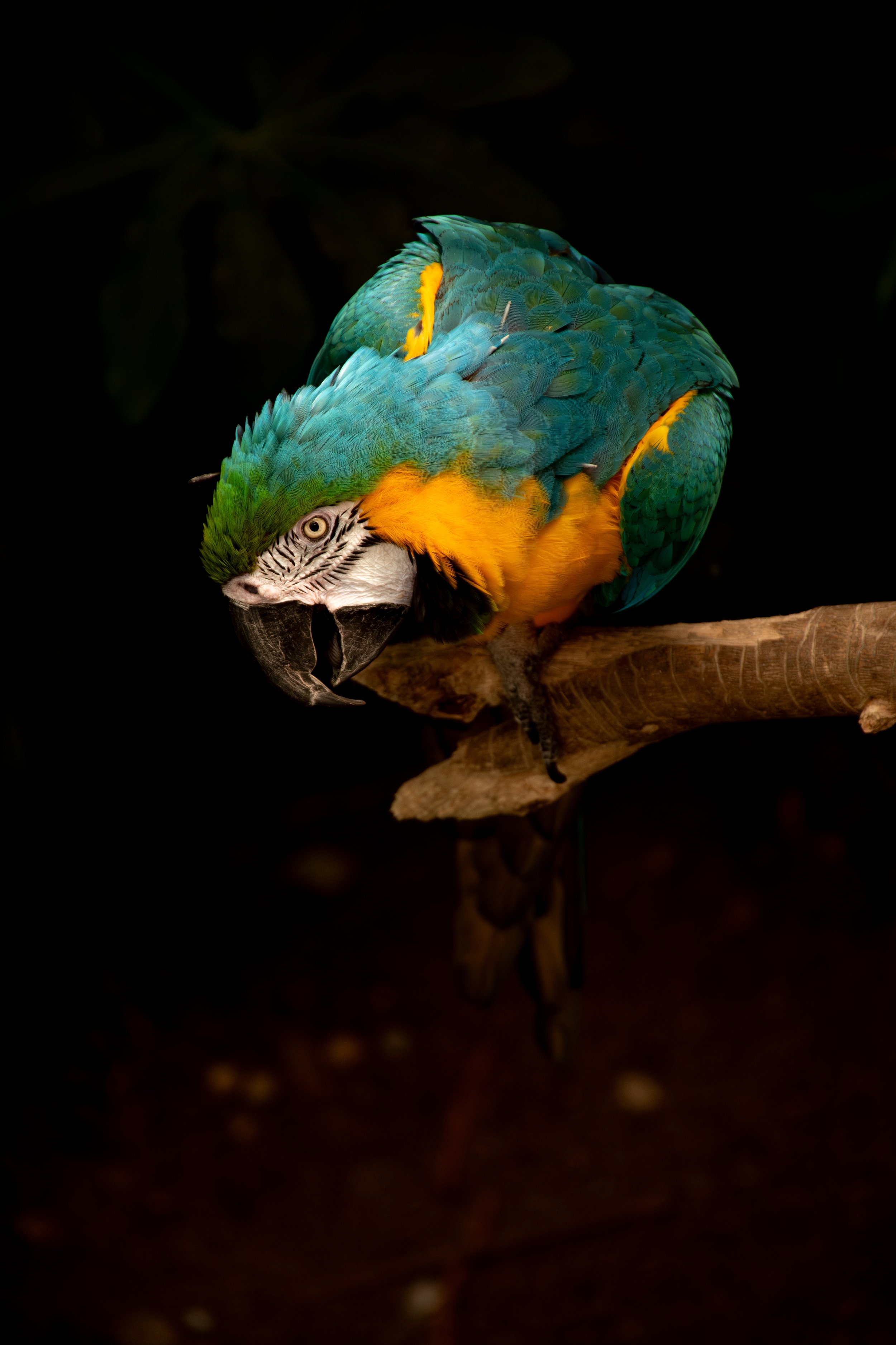 DSC_3706-Enhanced-NR_edit.jpg