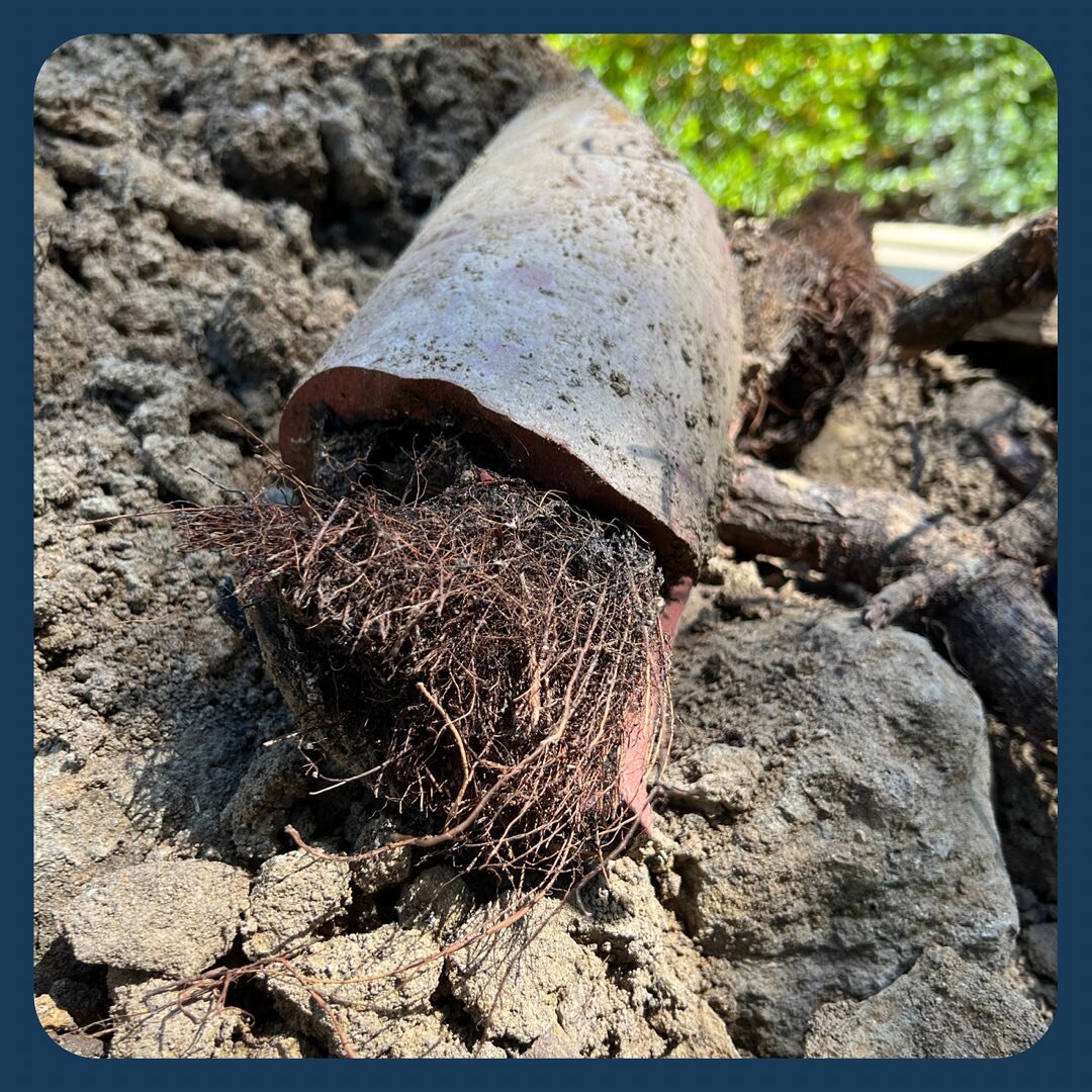 🕵️&zwj;♂️ This customer called us because her whole house was backed up. Look at what we found! A serious root intrusion in their clay sewer line.

If any of your lines are slow to drain or completely backed up, call or text us today for a free esti