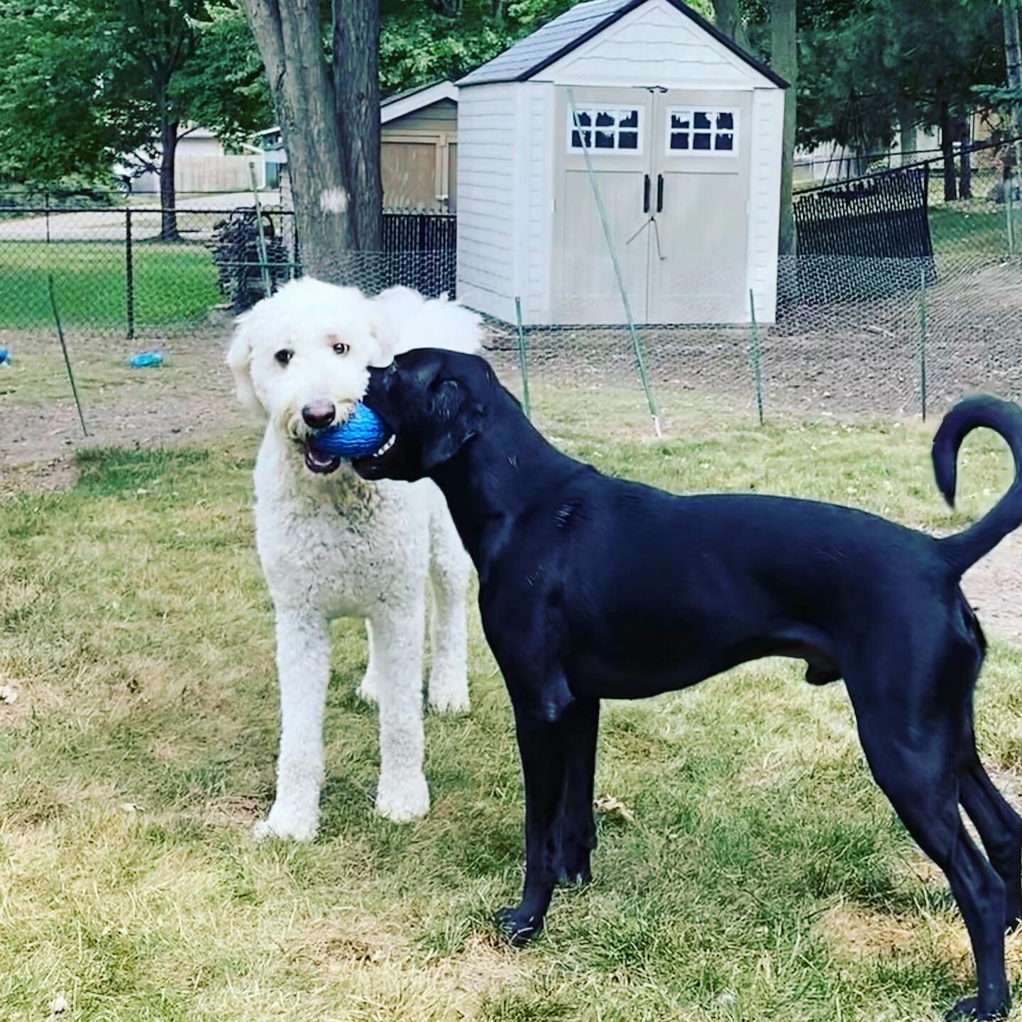 Happy National Dogs day to the furry friends of FlowFit!! Tucker and Cusco love to participate in class, and we wouldn&rsquo;t have it any other way! ❤️🐶