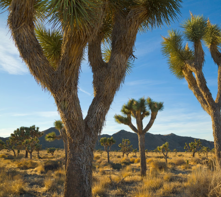 joshua tree