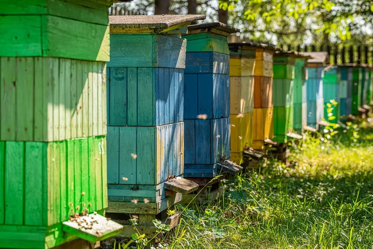 100% Single-apiary Ontario Honey — Alderwood Farms