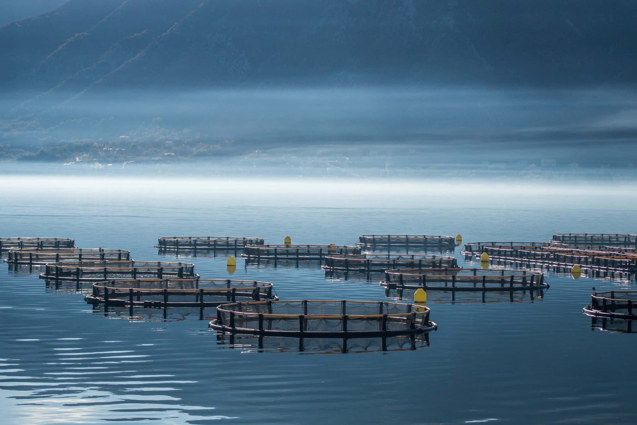 satvue+fish+farm.jpg