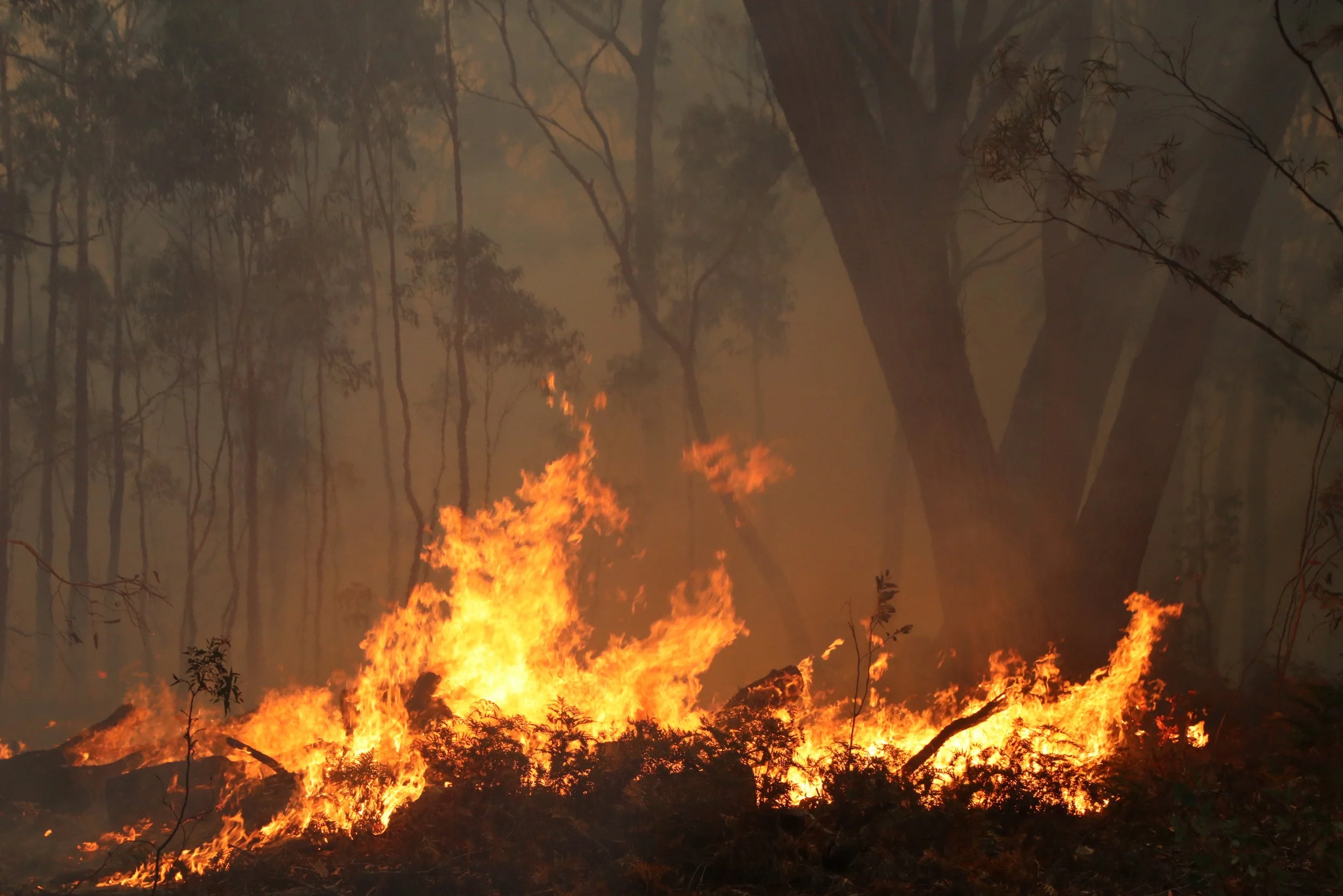 fire burn.JPG