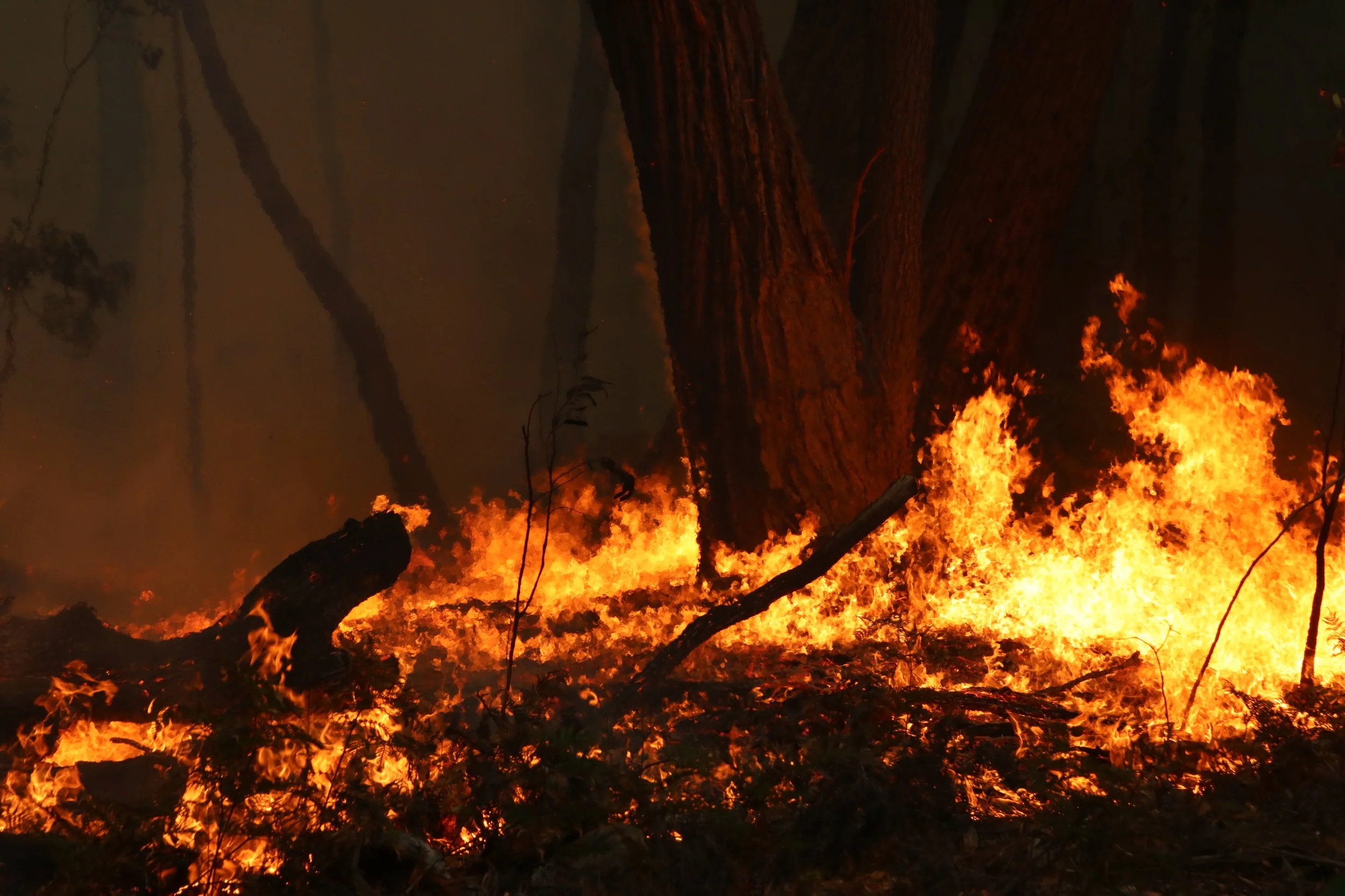 fire tree.JPG