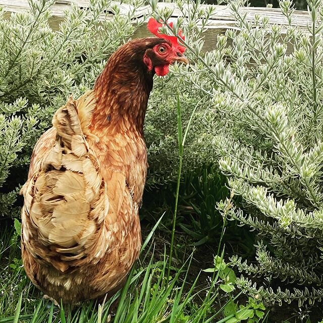 Today was Seniors Day at my house🤗
.
Well let&rsquo;s be real, every day is seniors day around here. 😜
.
Little Brown Hen and Polly are my two oldest hens and with that comes special privileges like getting to explore the main yard.
.
None of the o