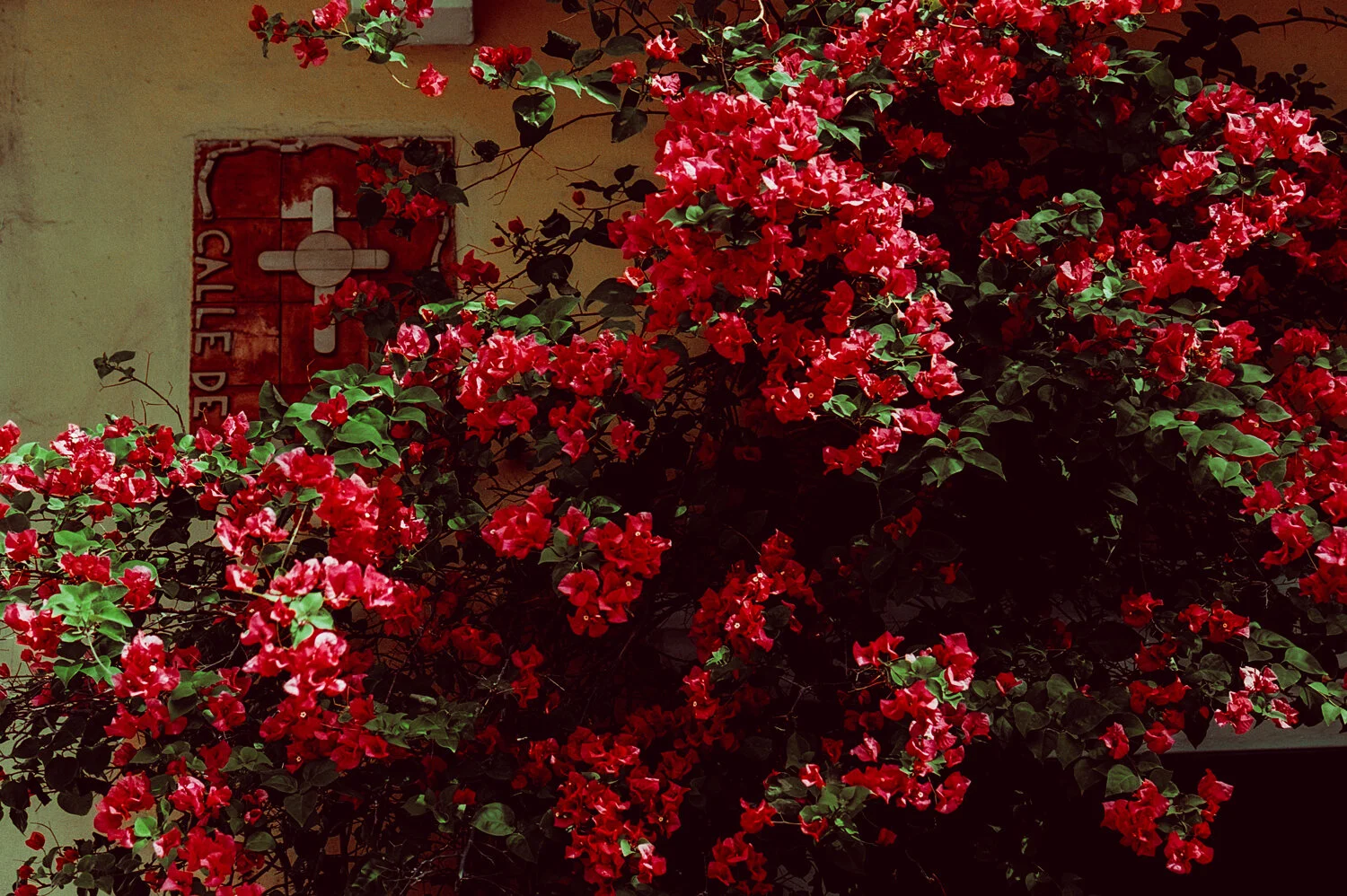 Ektar__110.jpg