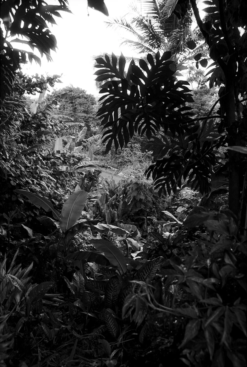 trix400__210.jpg