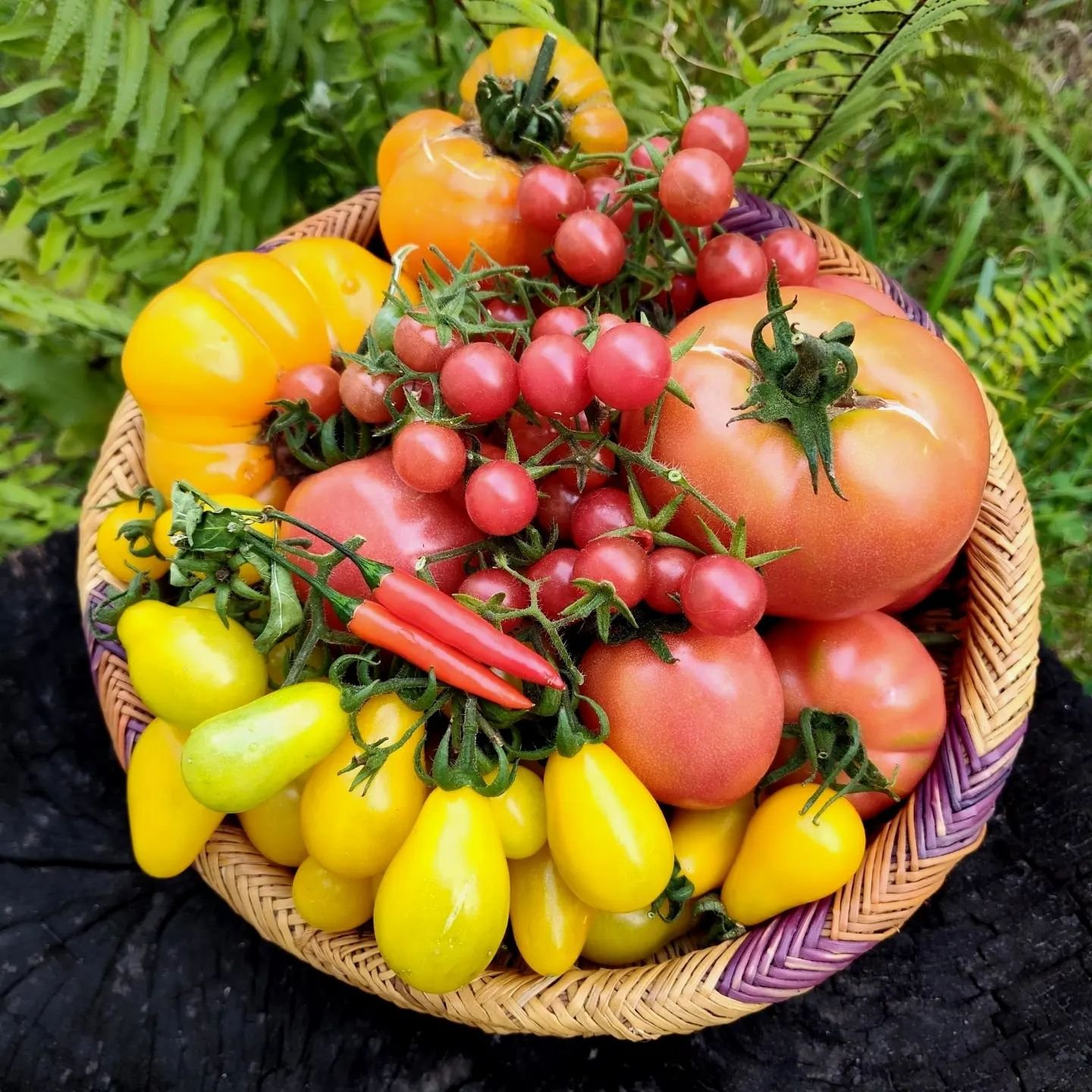 To see the literal fruits of your labor never gets old.

🍅 Abundance of tomatoes, a mix of big pink, yellow pear, everglade &amp; pineapple heirloom. Store bought tomatoes don't stand a chance on the flavors created in my own backyard.

So much grat