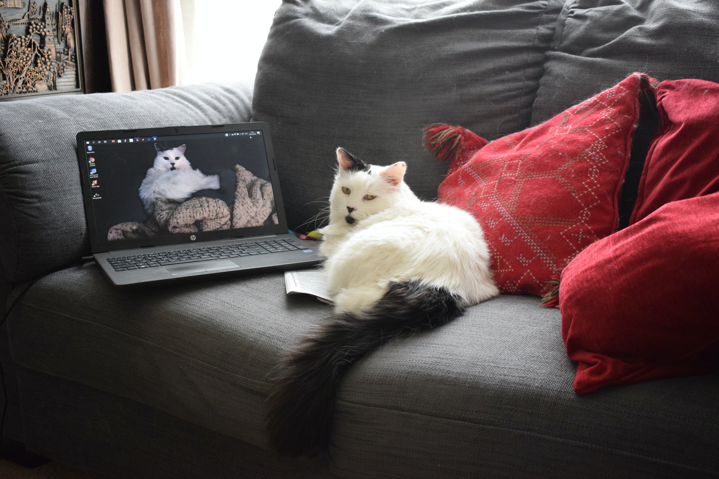 Weekly Video Meeting