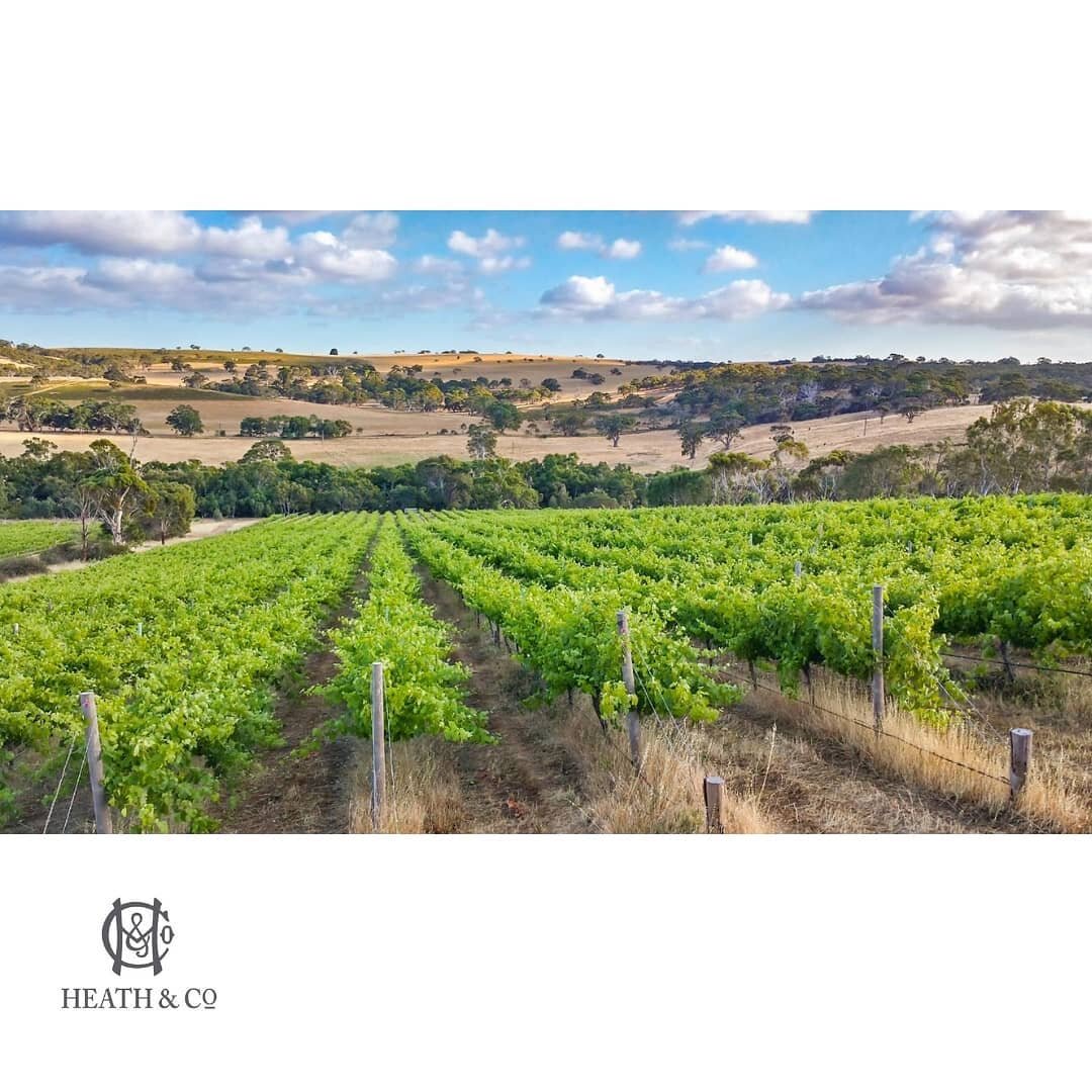 Our Shiraz vines, in all their glory.