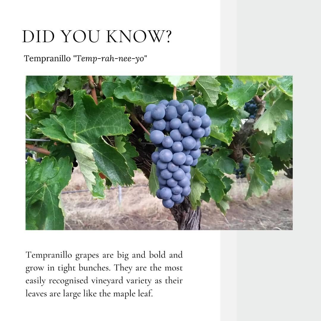 A couple of interesting facts for you about the Tempranillo variety 🍇🍷