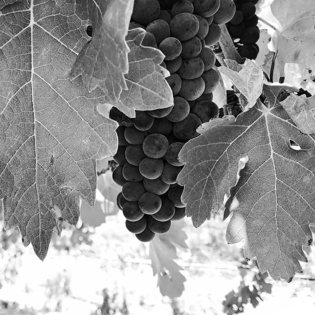 Our Tempranillo soaking up the warmth of the sun on a hot summer's day...