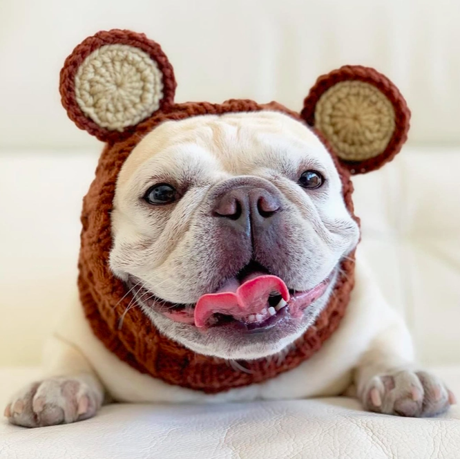 Grizzly Bear Dog Snood