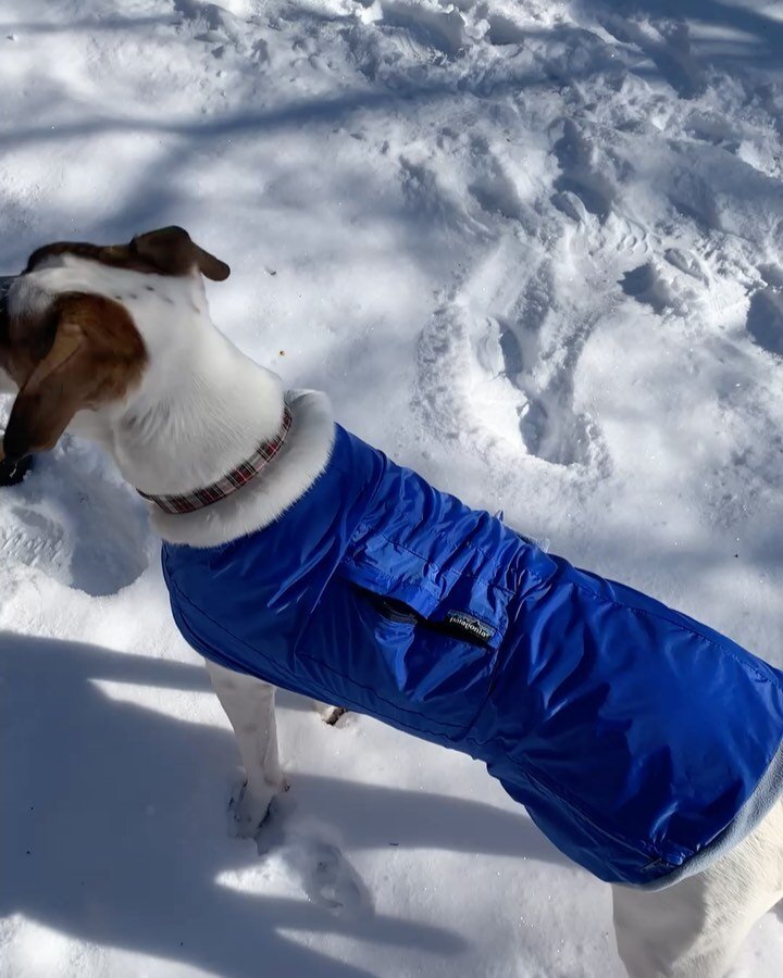 I keep my dog cozy

custom patagonia jacket from stained jumper pants ❄️