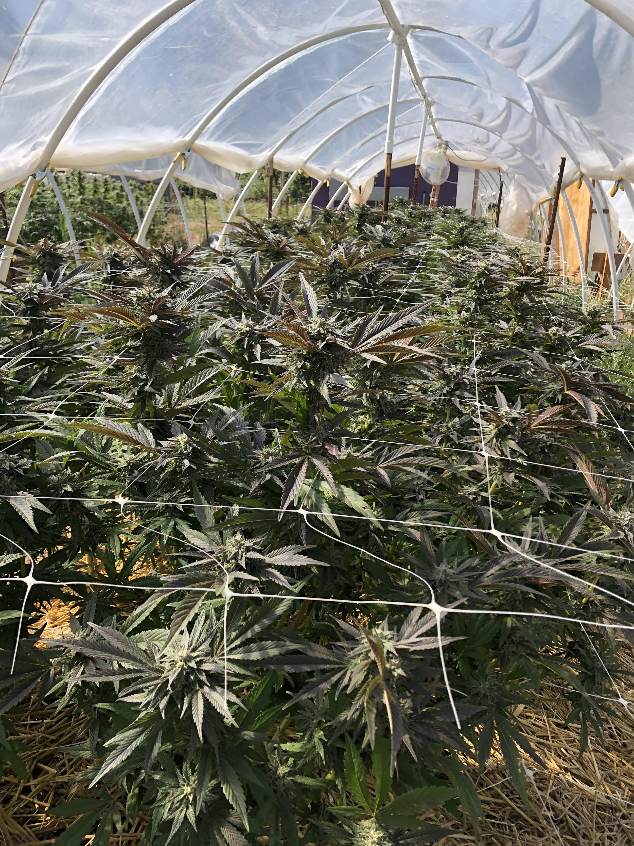 Cannabis plants growing in a greenhouse